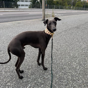 Donuts Dog Collar Wide