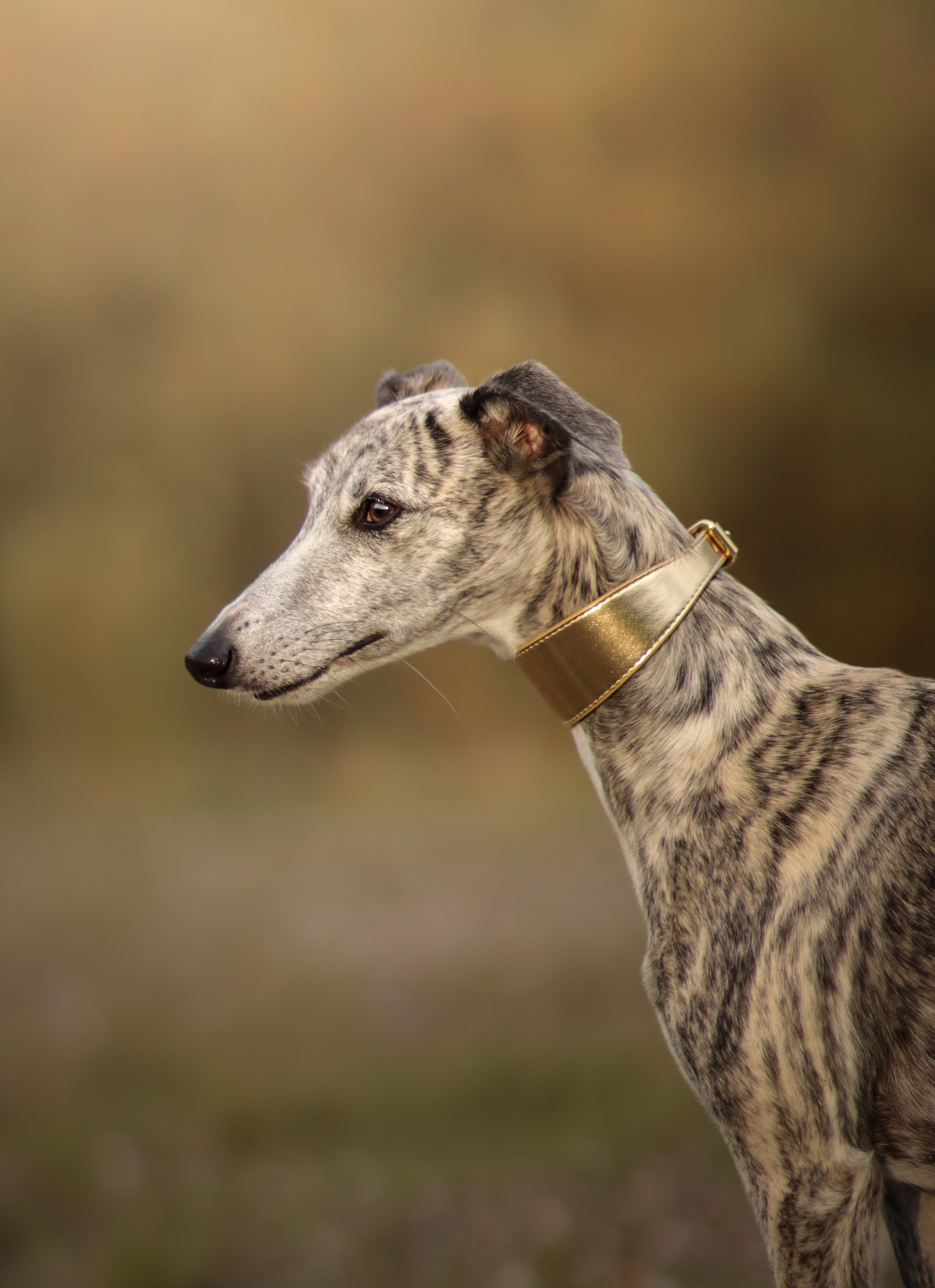 ゴールドメタリック犬首輪ワイド