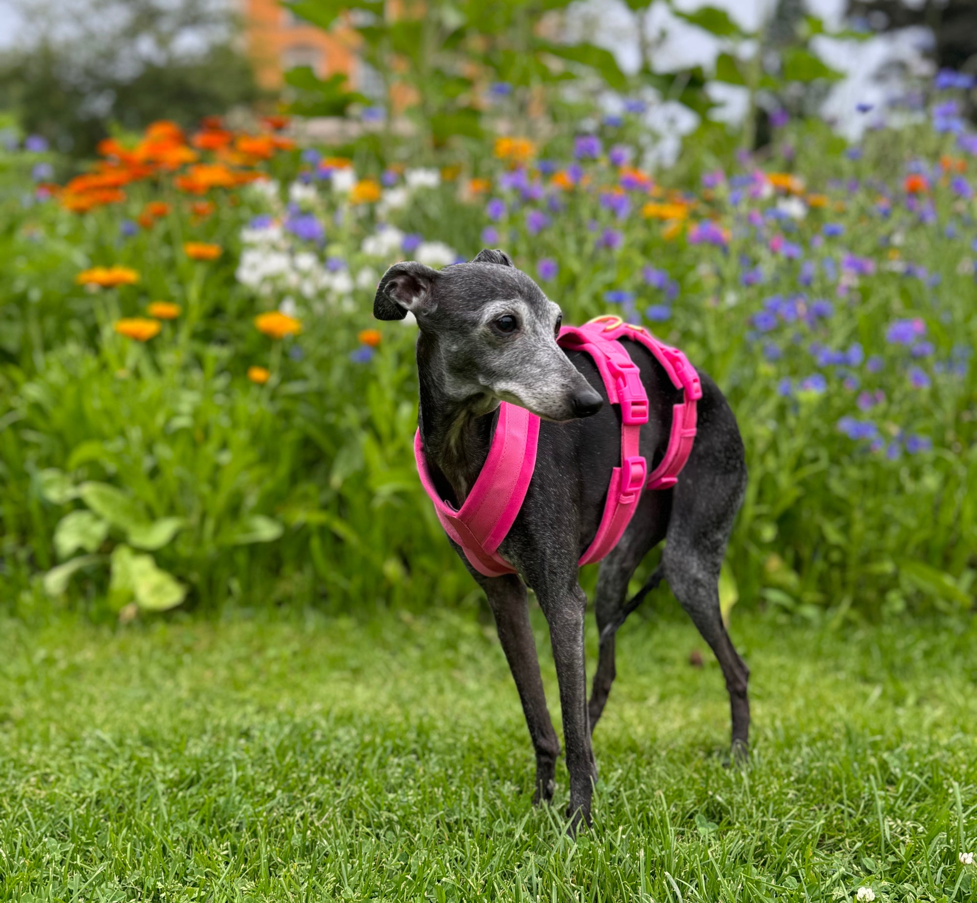 Hot Pink Y-Harness XS