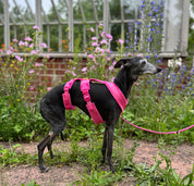 Hot Pink Y-Harness XS