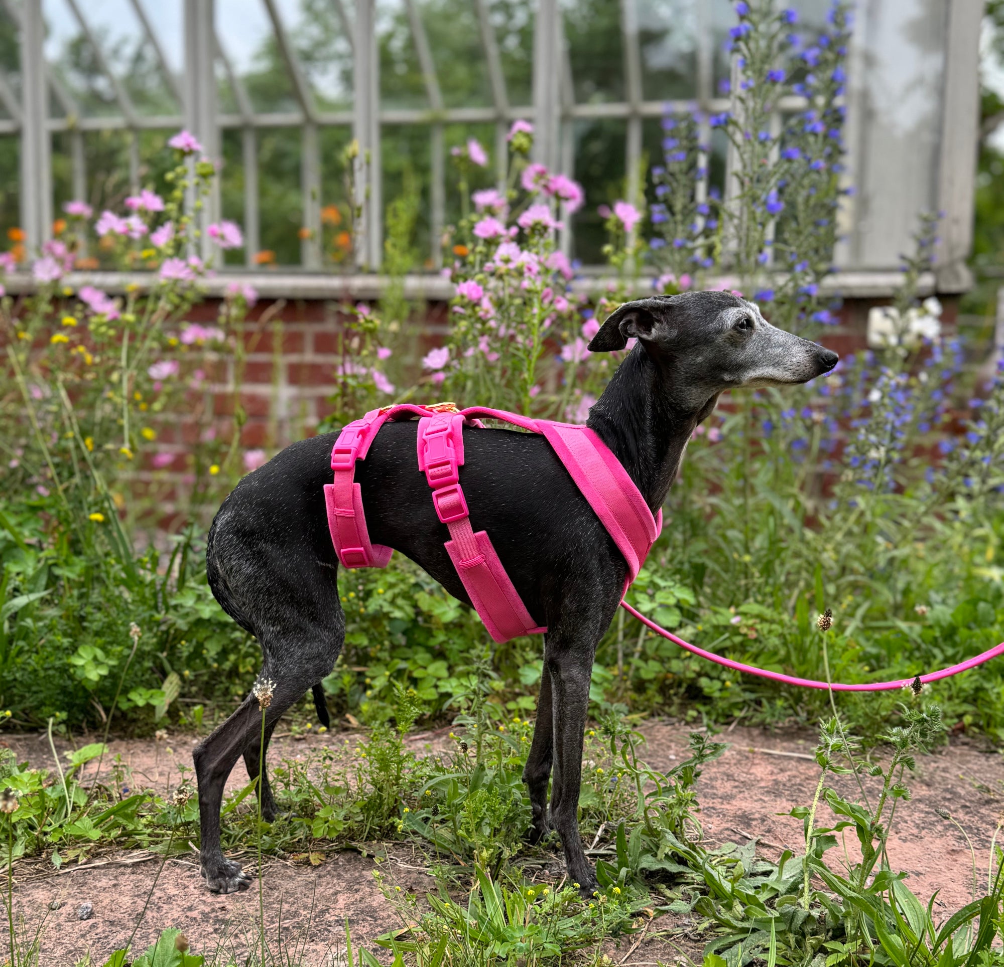 Hot Pink Y-Harness XS