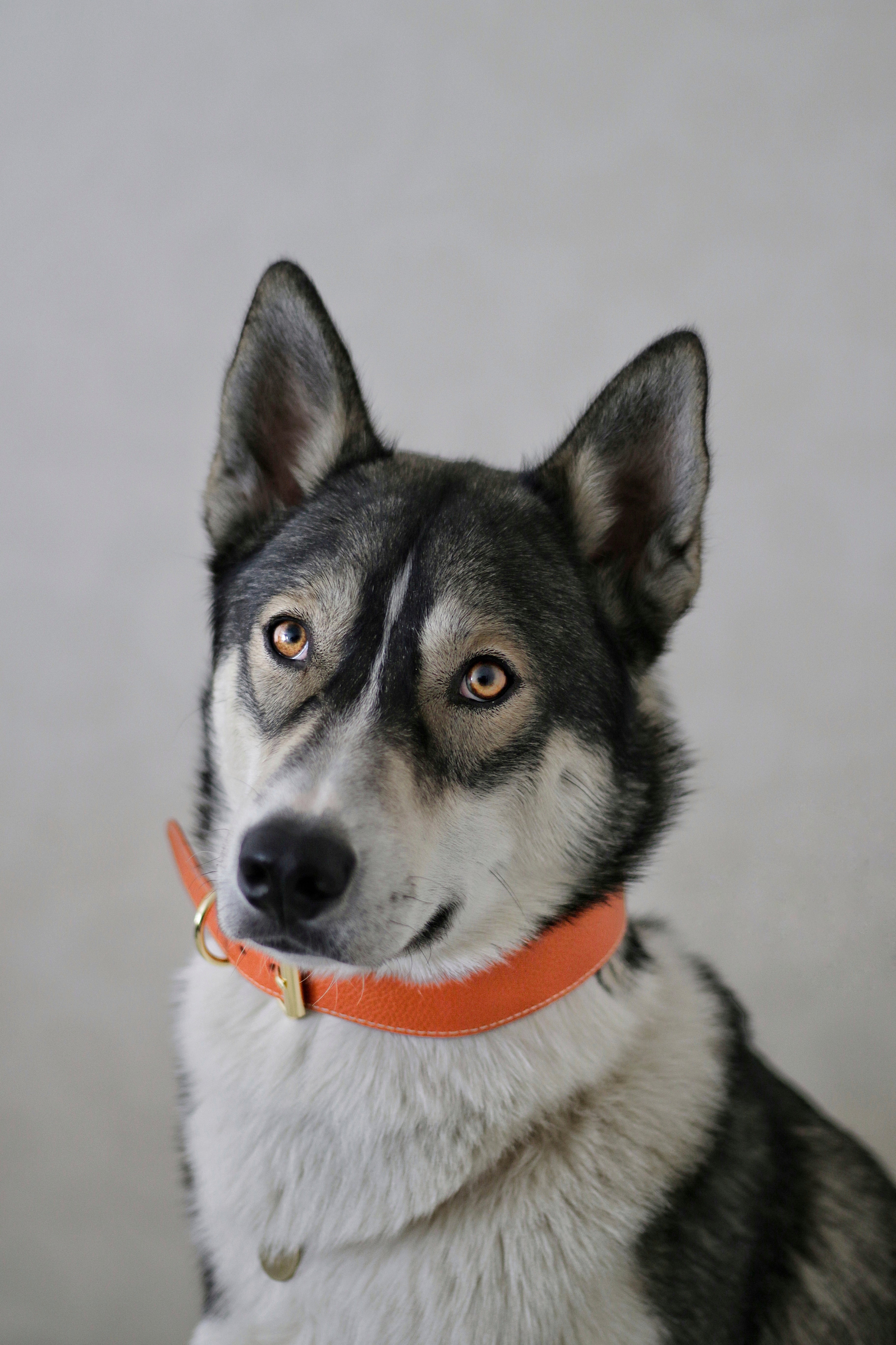Timeless Cognac Dog Collar Wide Collar of Sweden