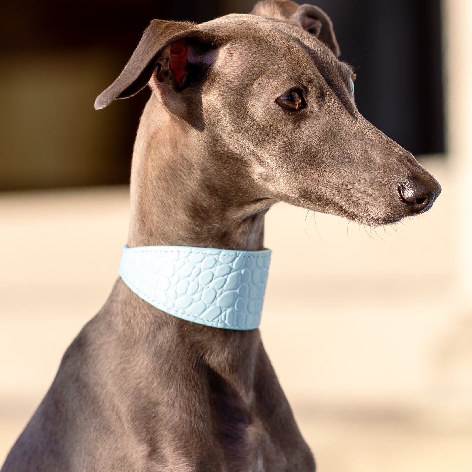 italian-greyhound-baby-blue-dog-collar-xs-wide.jpg