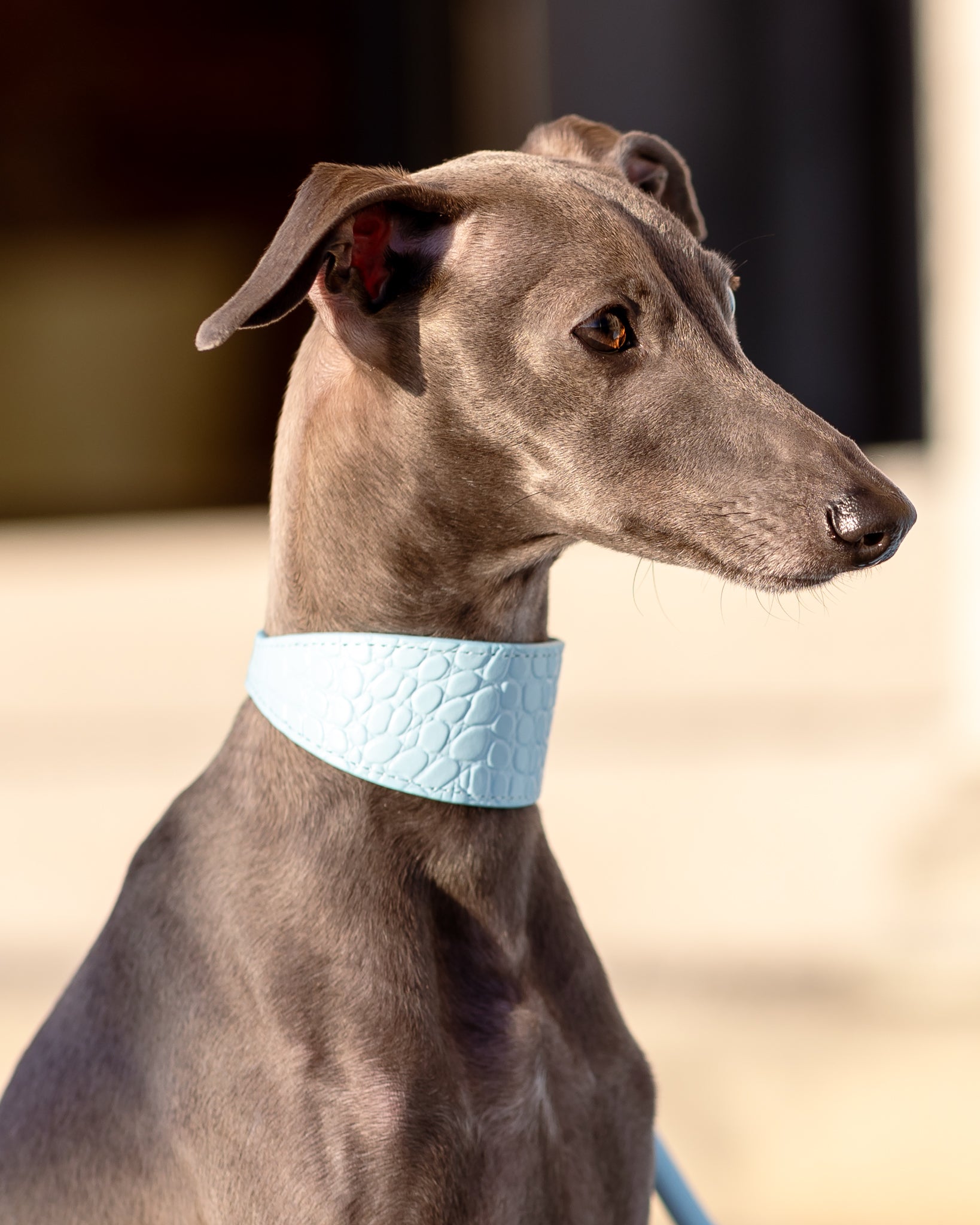 Italian Greyhound Puppies Grey White Greyhound Miniature Italian