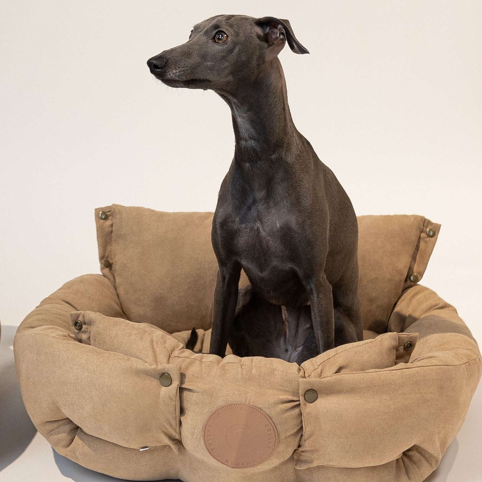 italian-greyhound-brown-dog-bed-medium.jpg