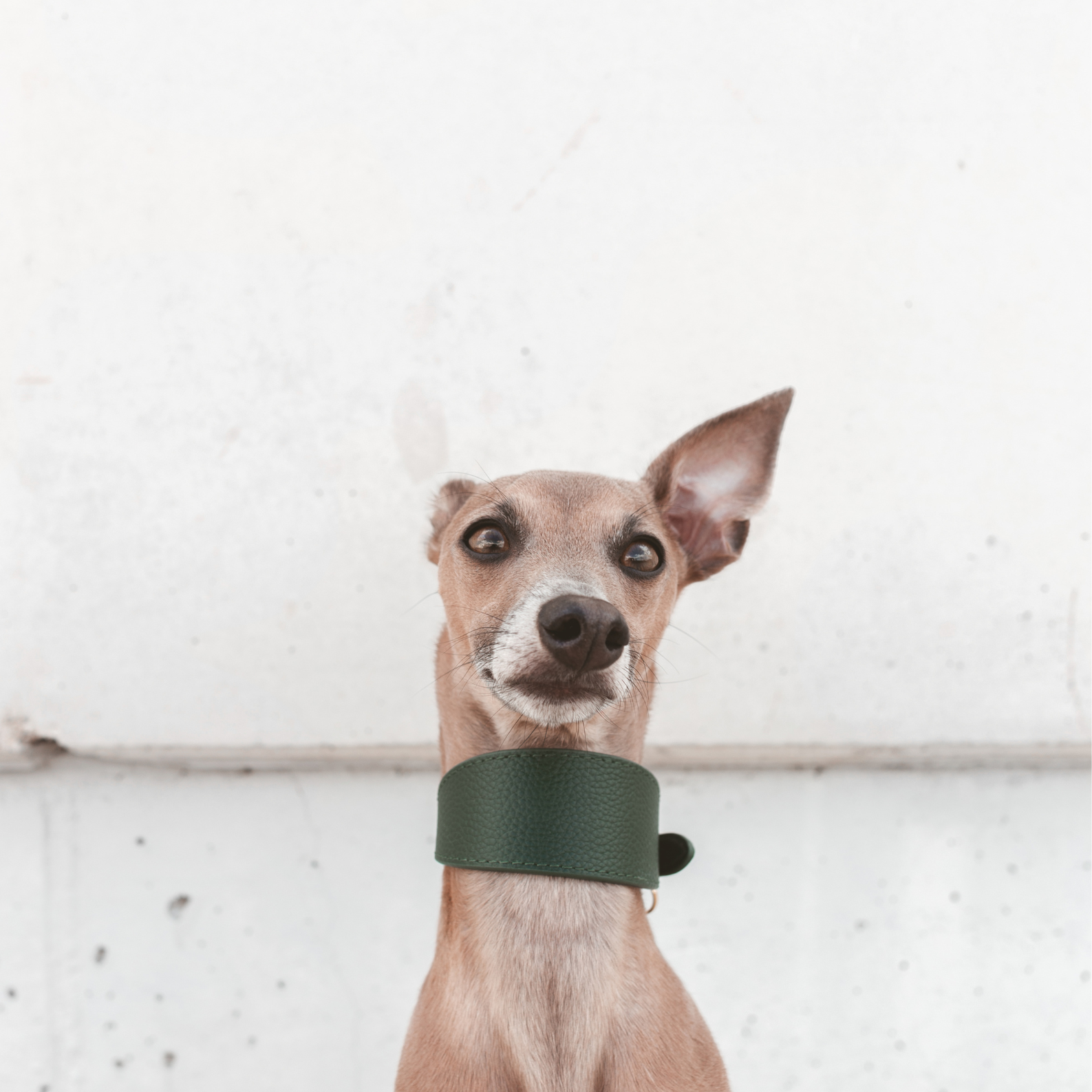 italian-greyhound-dark-green-dog-collar-xs-wide.png