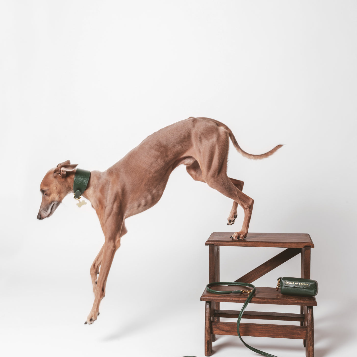 italian-greyhound-dark-green-dog-leash-small.jpg