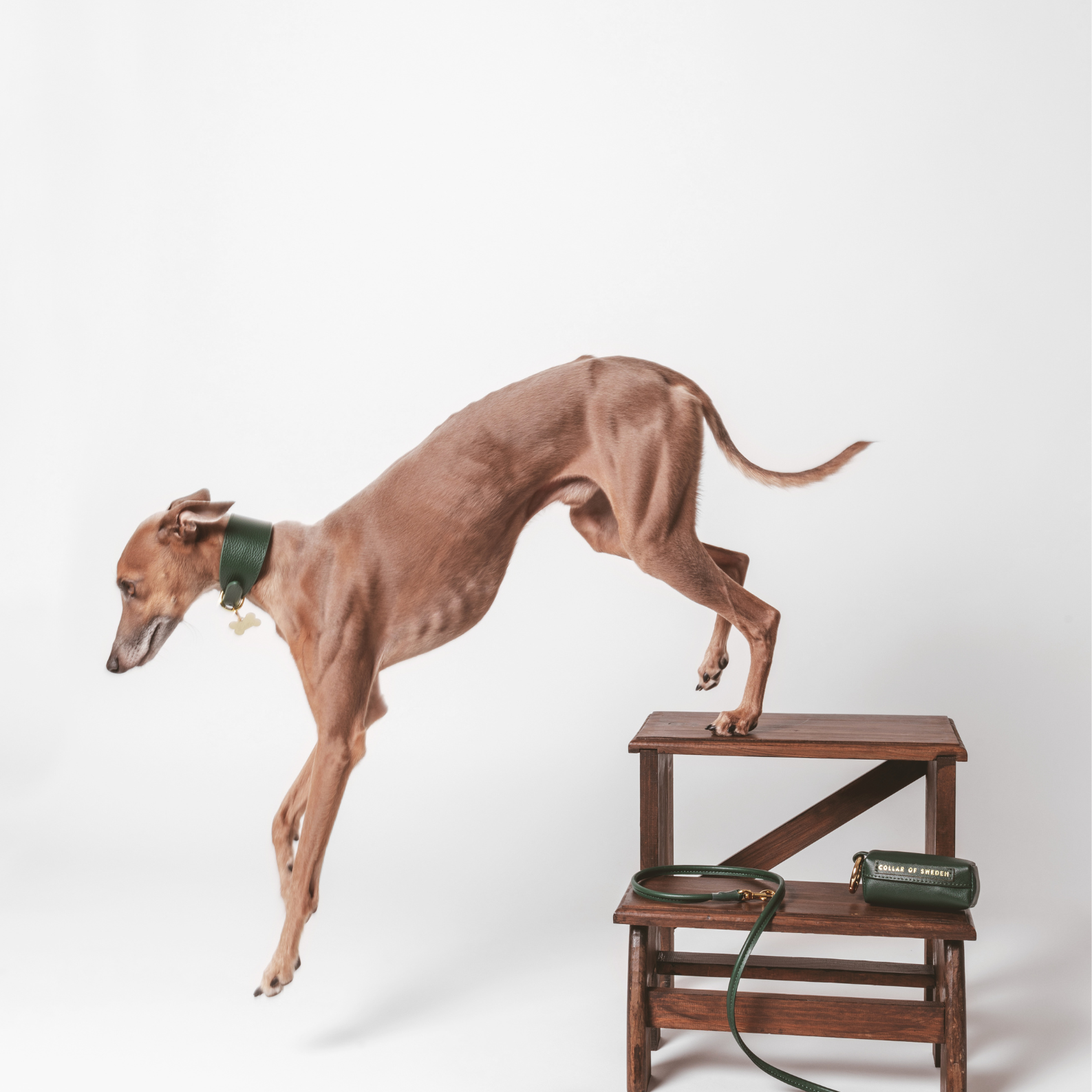italian-greyhound-dark-green-dog-leash-small.png