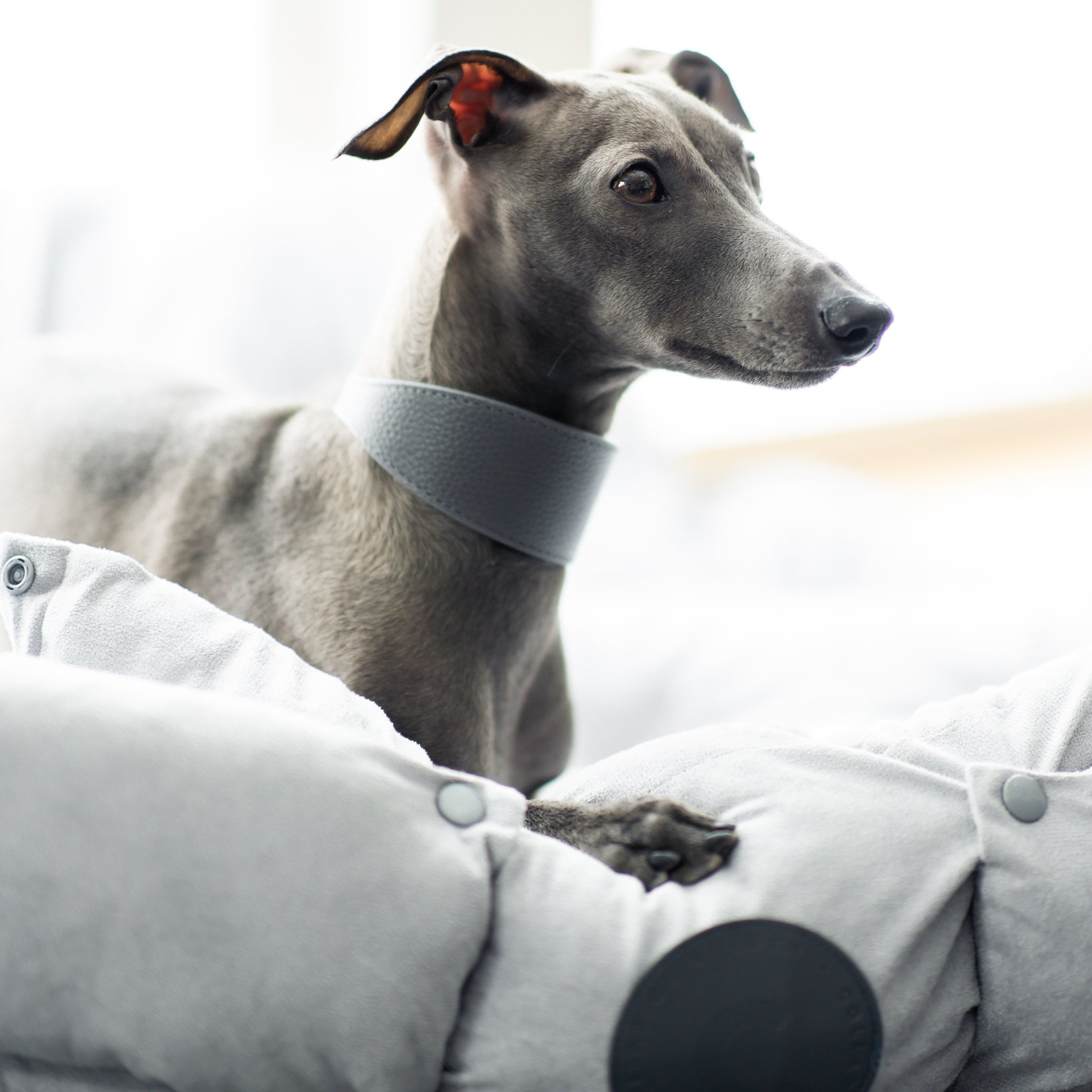 italian-greyhound-dark-grey-dog-collar-xs-wide.jpg