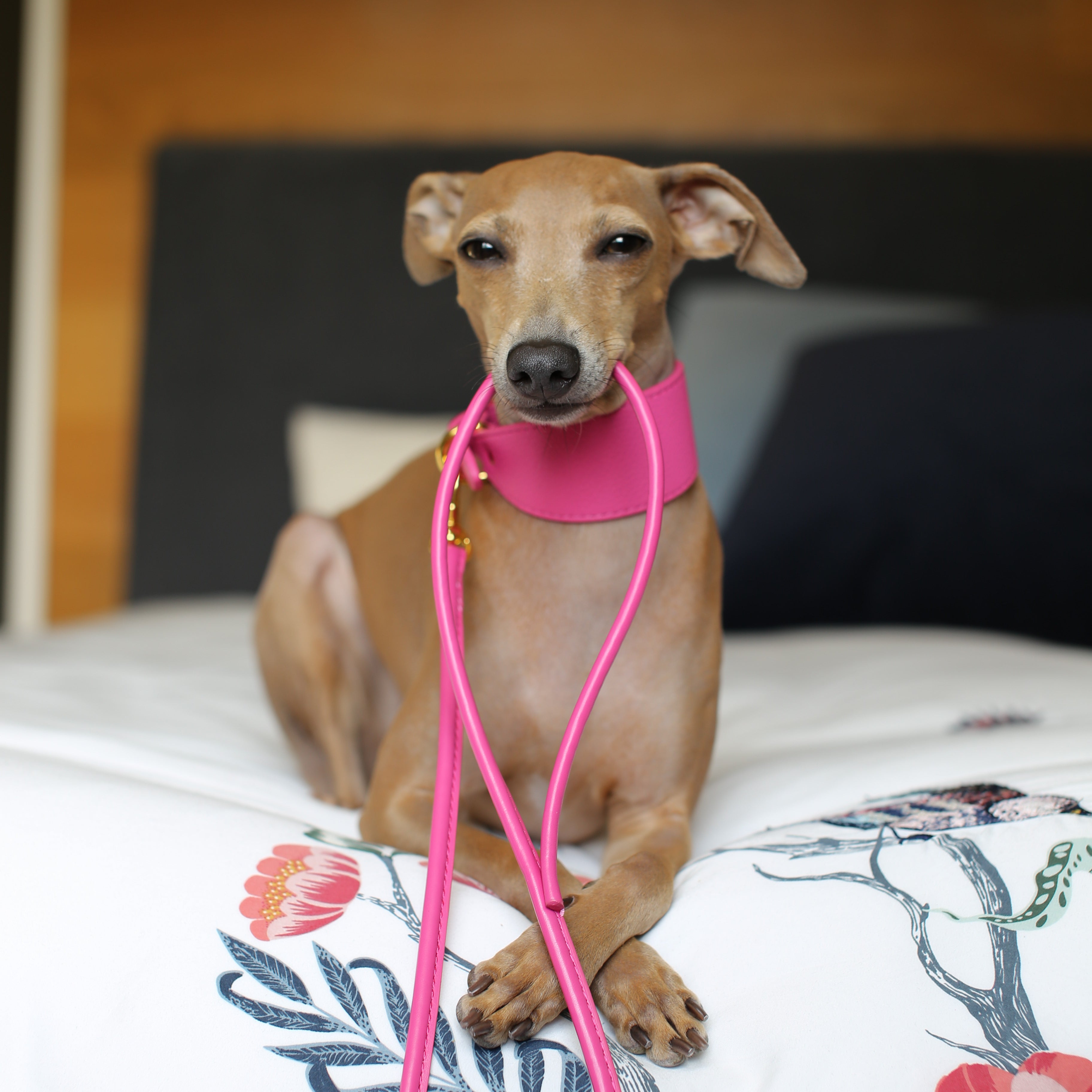 italian-greyhound-hot-pink-dog-leash-small.jpg
