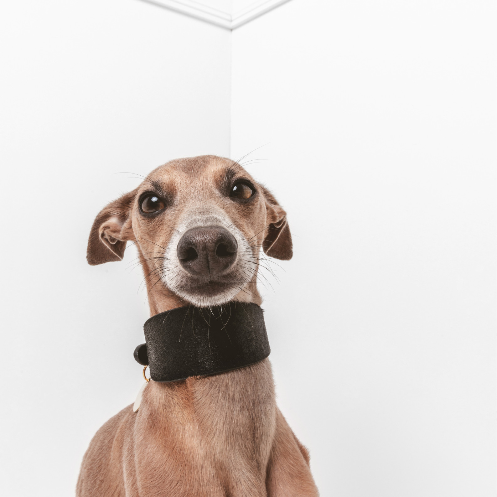 italiangreyhound-panther-dog-collar-xs-wide.png