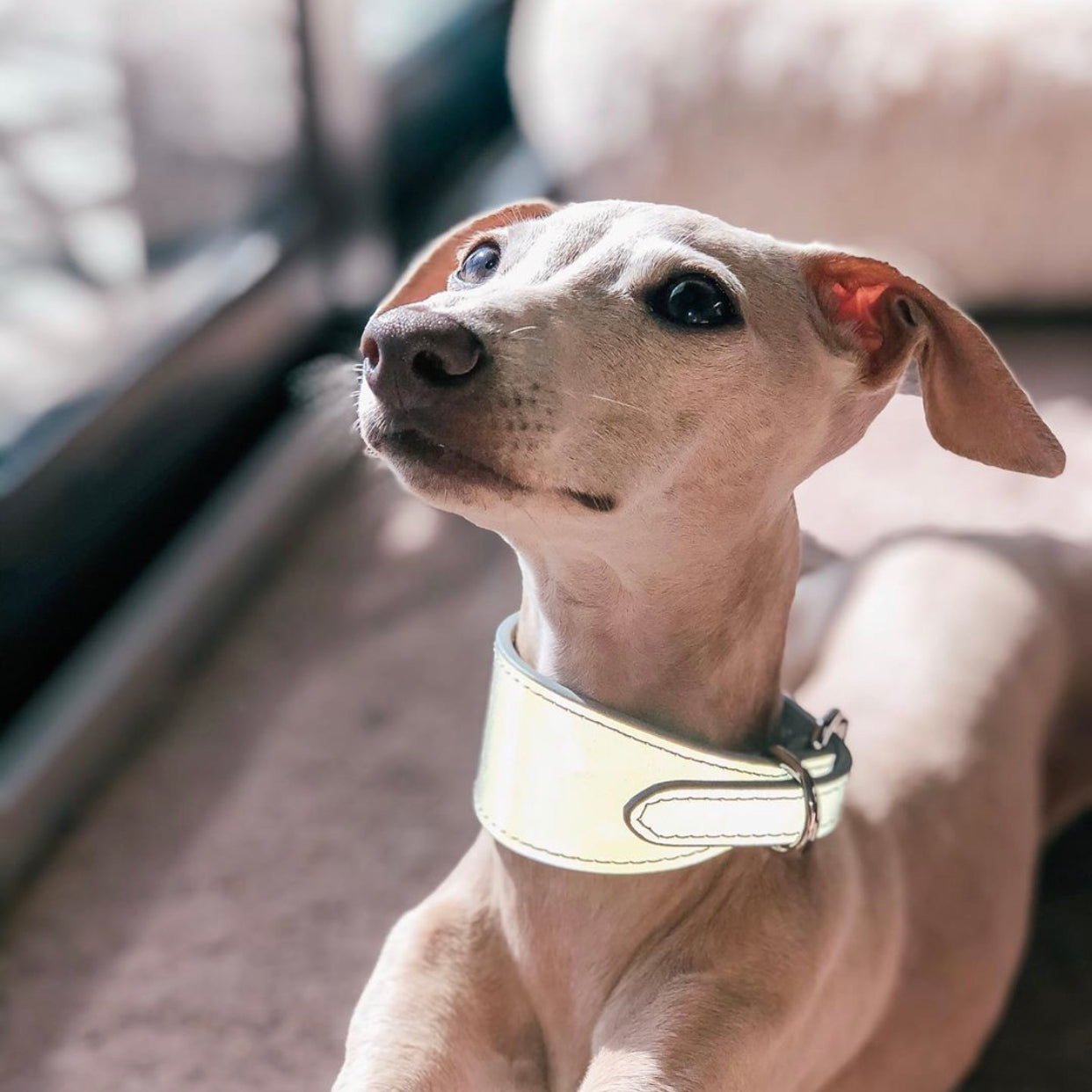 italiangreyhound-reflex-silver-dog-collar-xs-wide.jpg