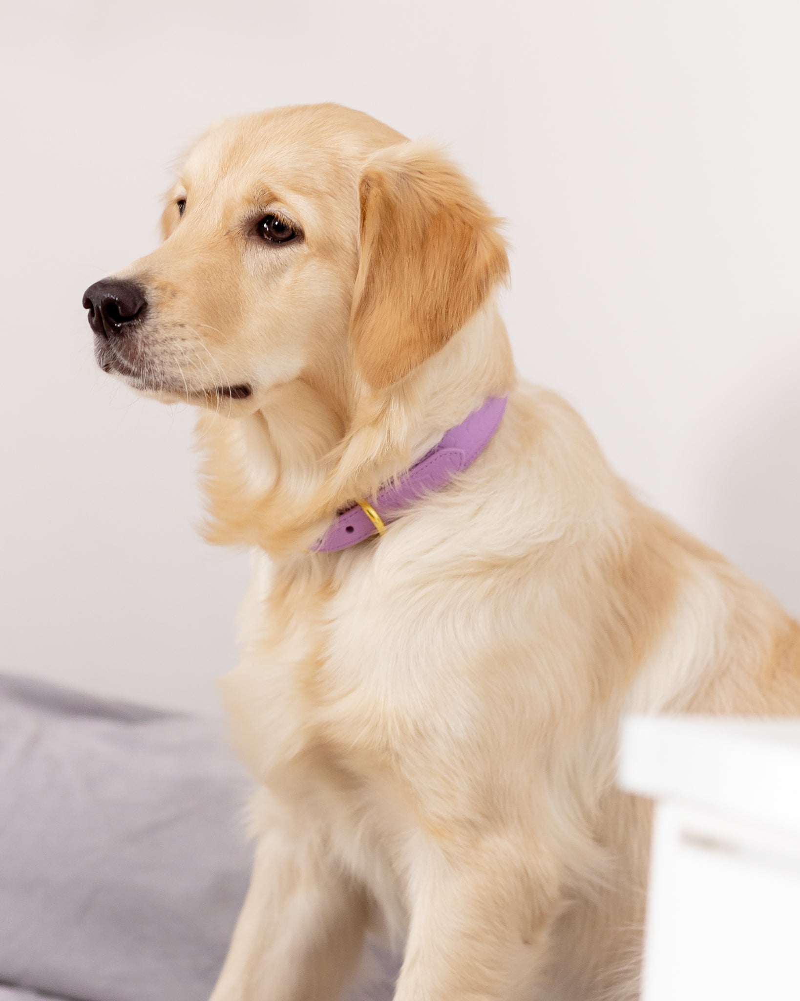 Violet Croco Dog Collar Thin