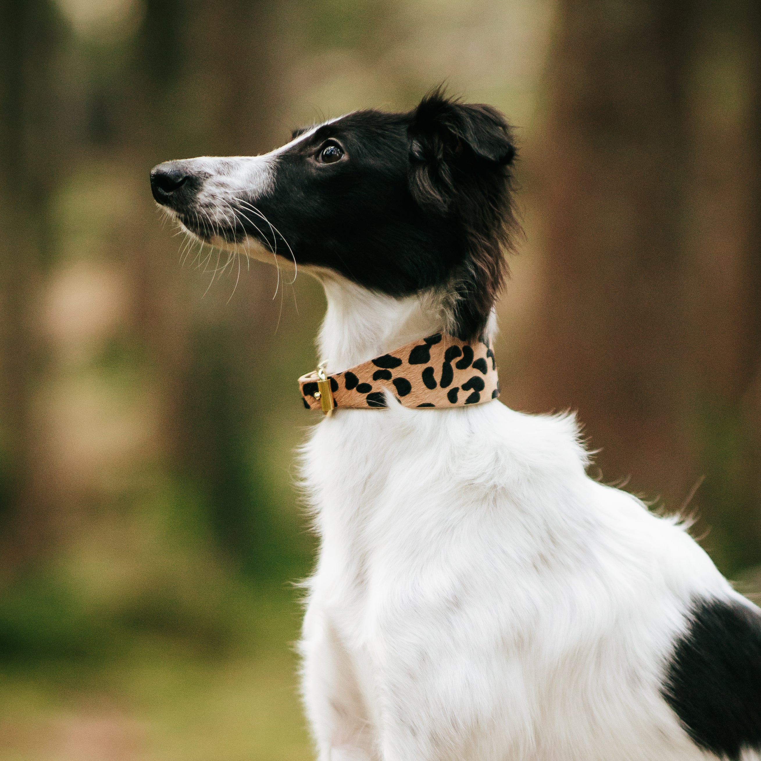 leopard-dig-collar-medium-wide-silkenwindsprite.jpg