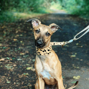 Leopard Dog Martingale Wide