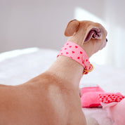 Love Dog Collar Wide
