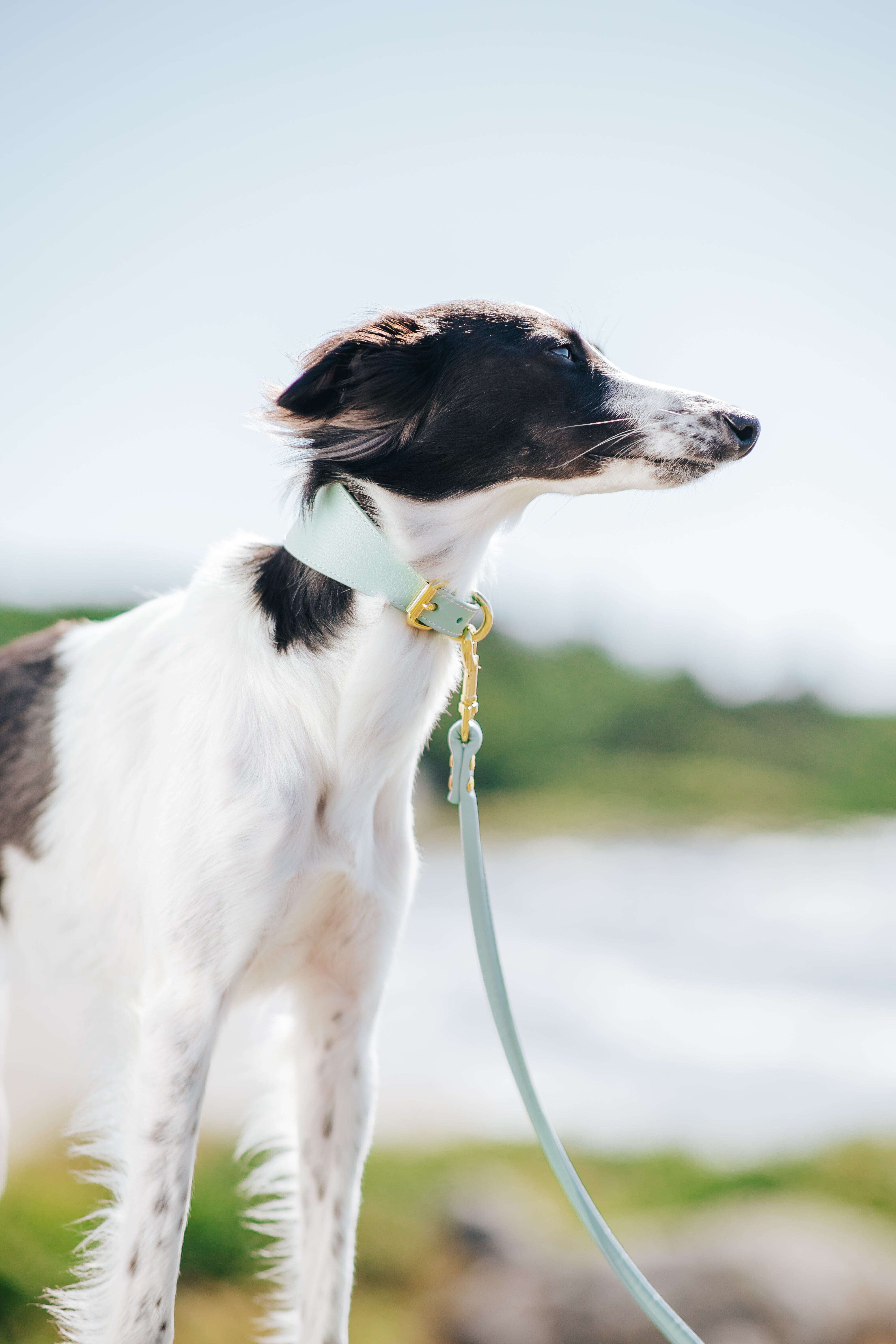 Mint Dog Collar Wide | Collar of Sweden