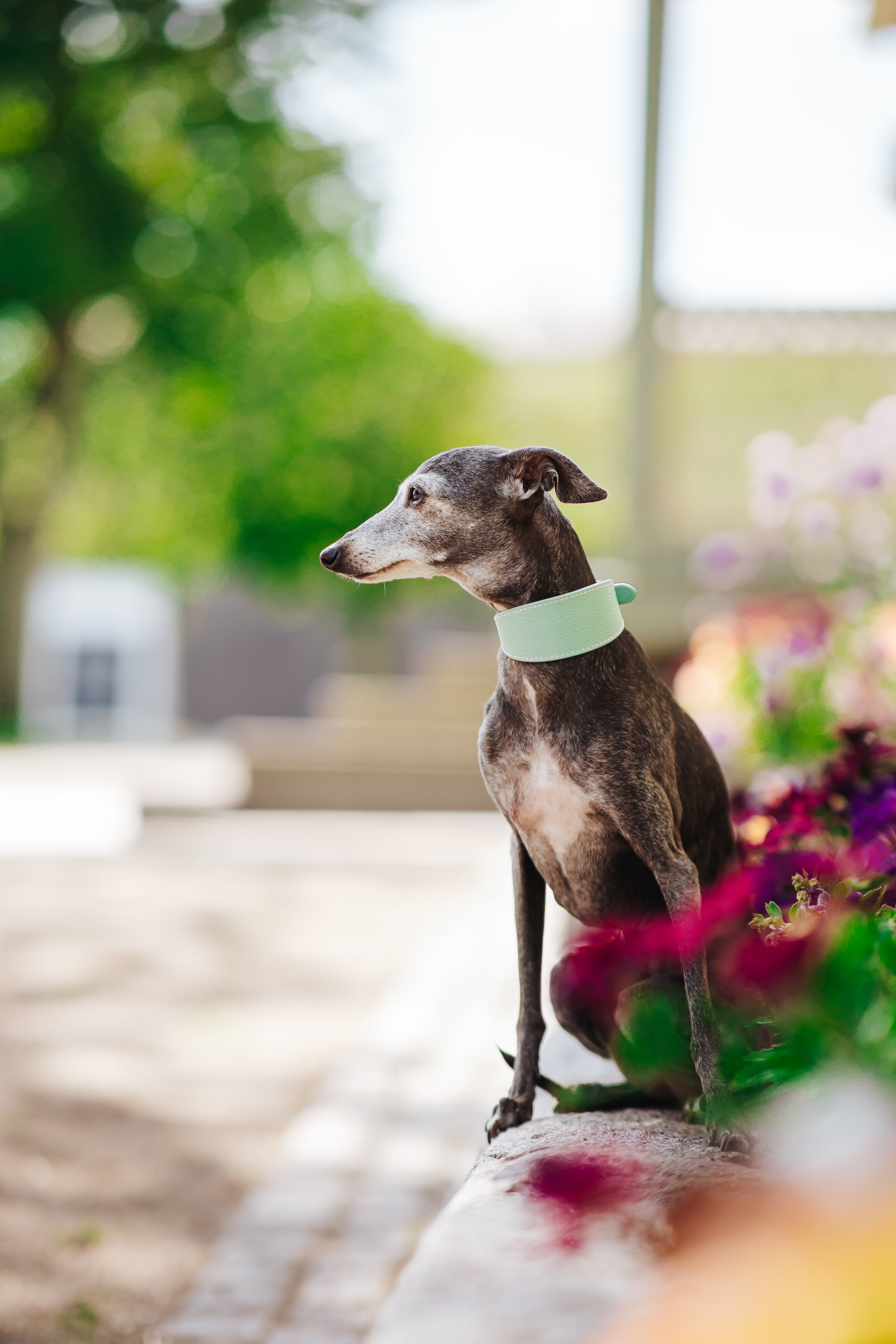 Mint Dog Collar Wide | Collar of Sweden
