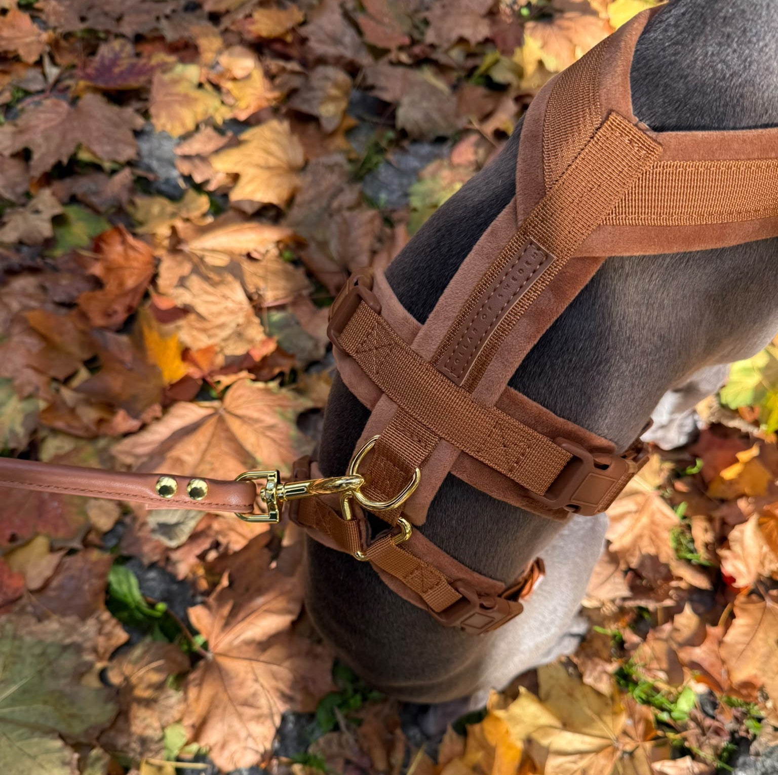Mocha Brown Y-Harness