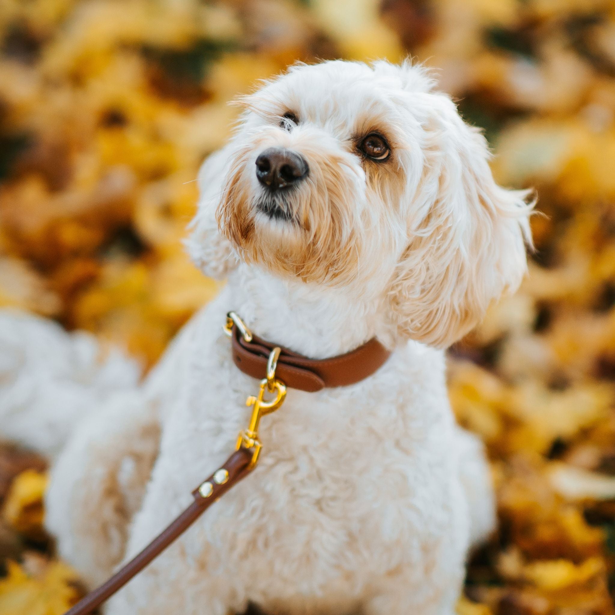 Mocha Brown Dog Lead