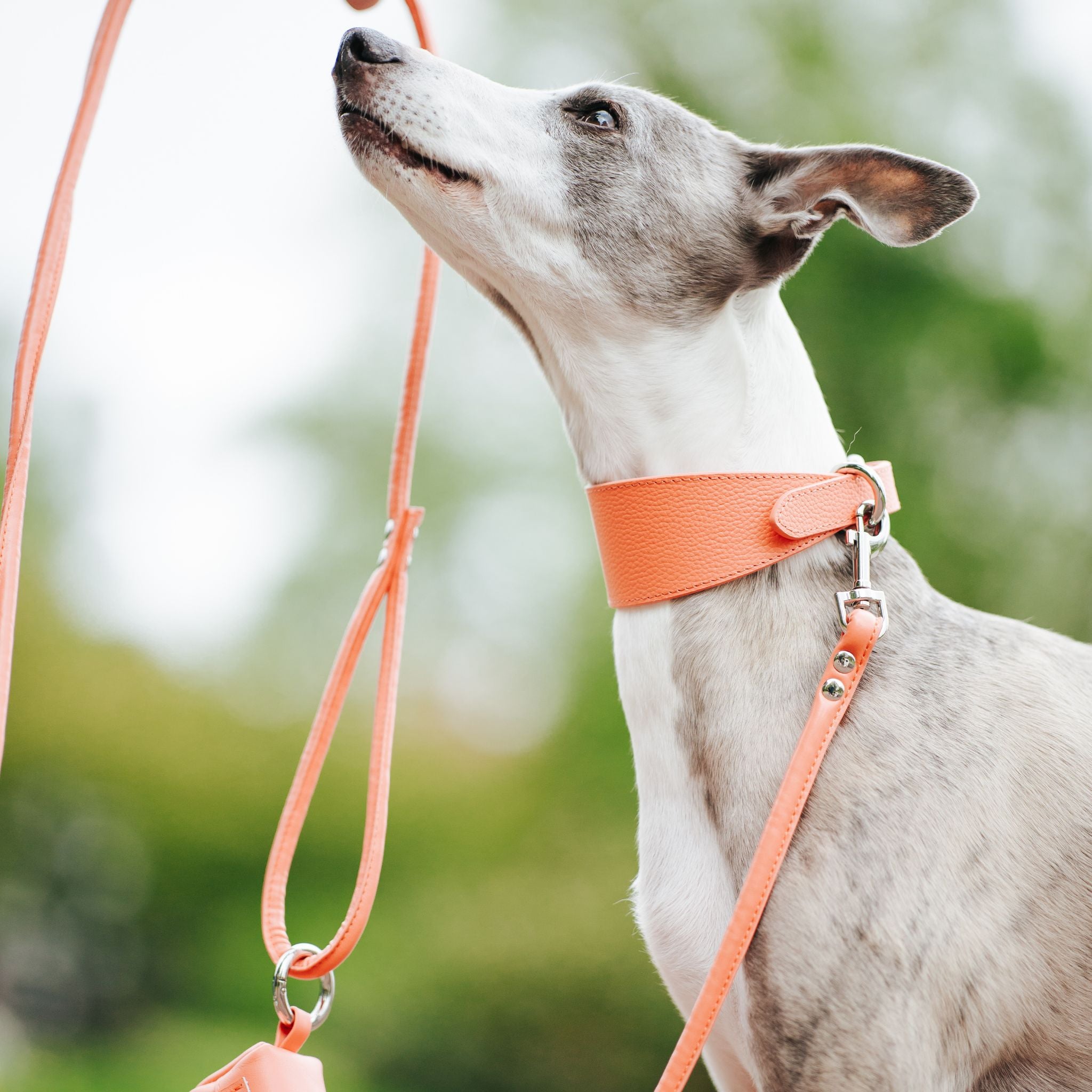 Peach Dog Collar Wide | Collar of Sweden