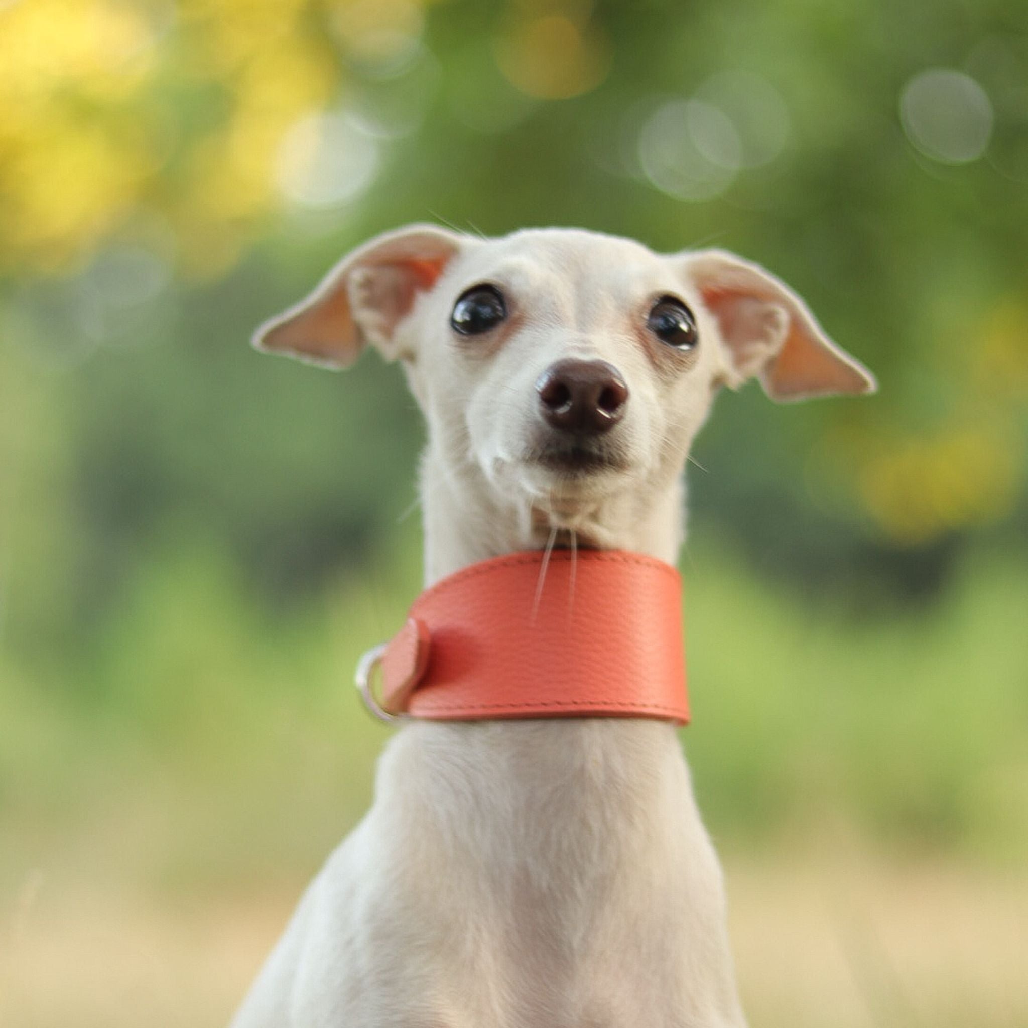 Peach Dog Collar Wide