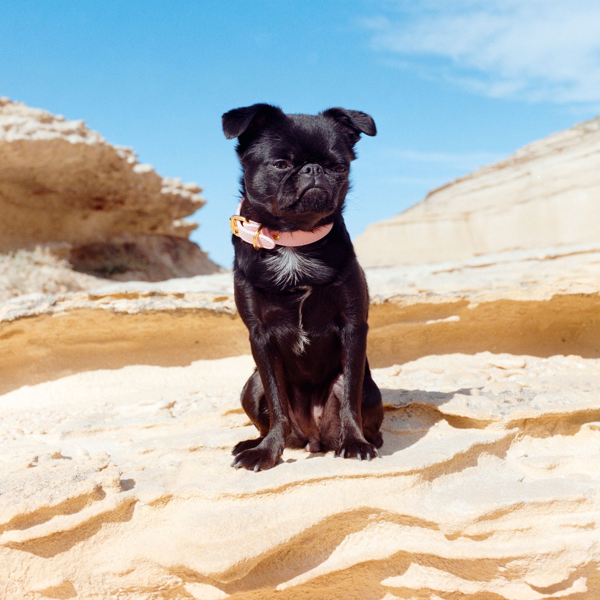 Pink Dog Collar Thin