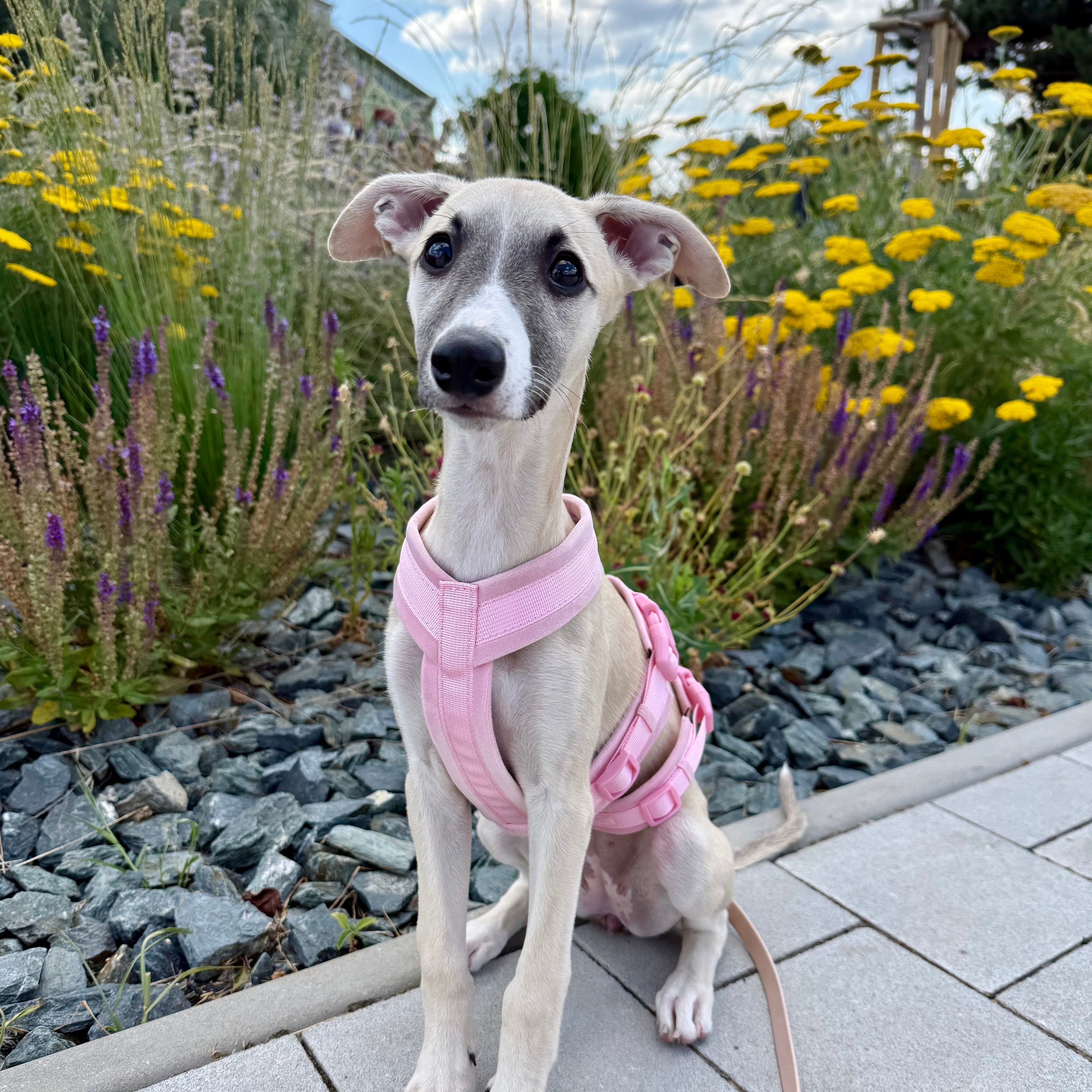 pink-harness-size-xs-whippet-puppy.jpg