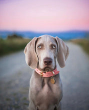 ピンクの犬用首輪薄型