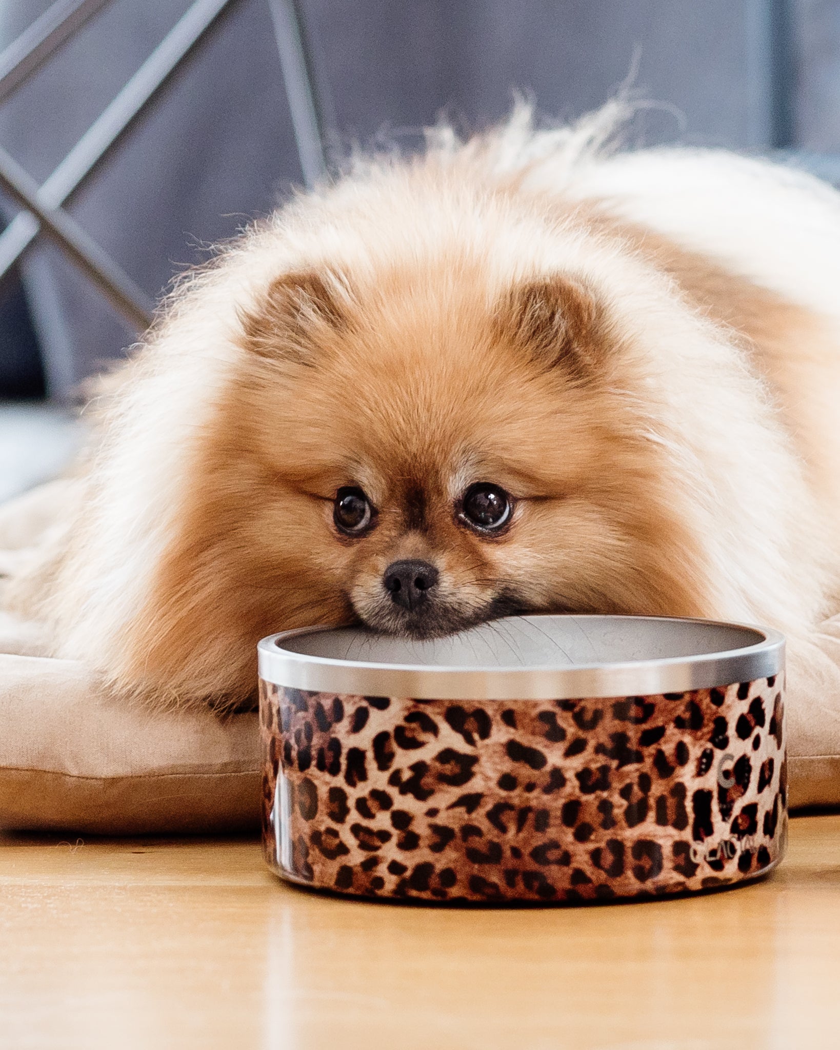 pomerainian-leopard-dog-bowl.jpg