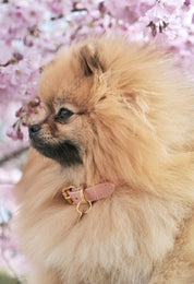 ピンクの犬用首輪薄型