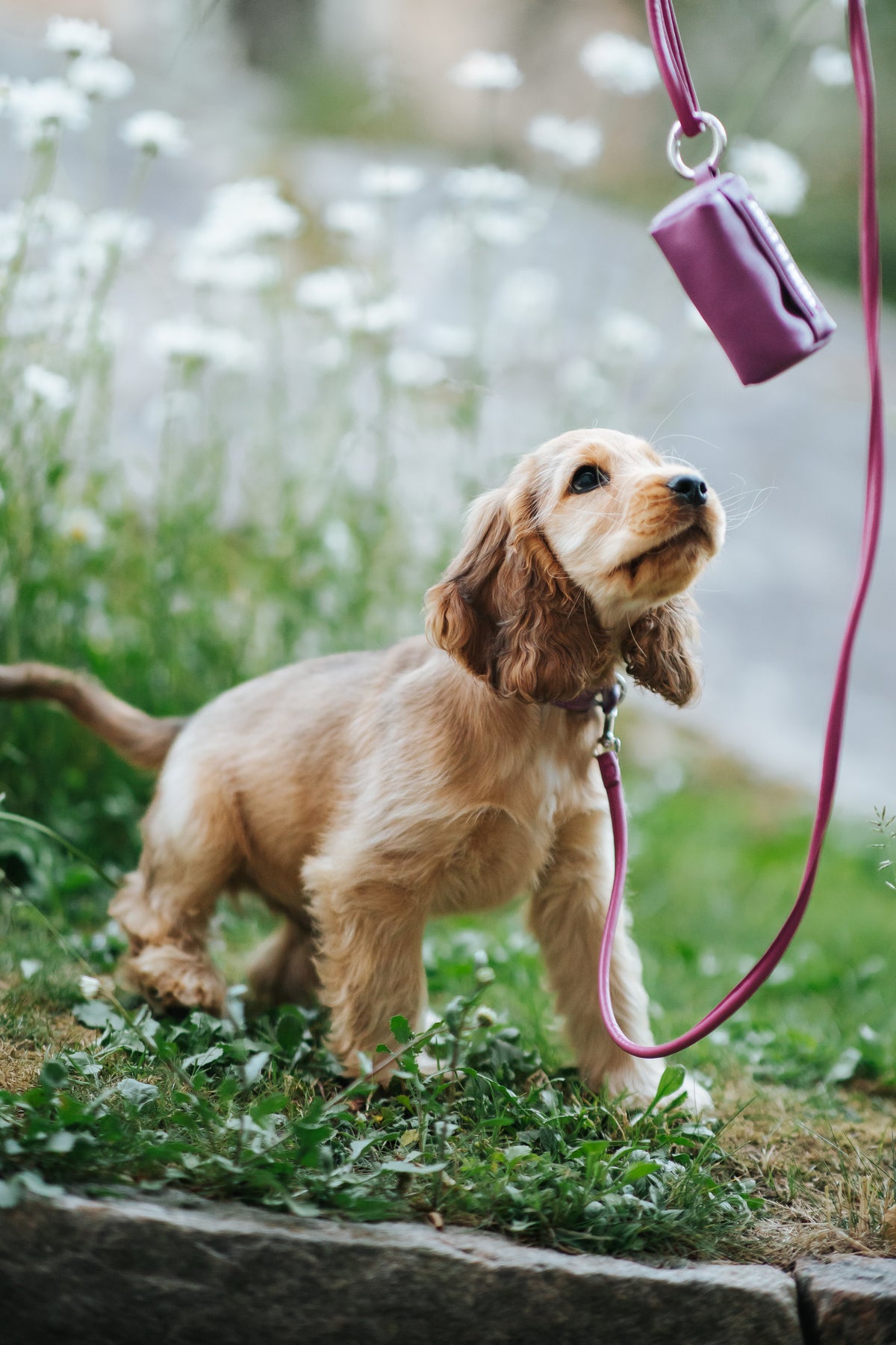 Dog Collars – Trendy, Durable & Adjustable Fit – Collar of Sweden