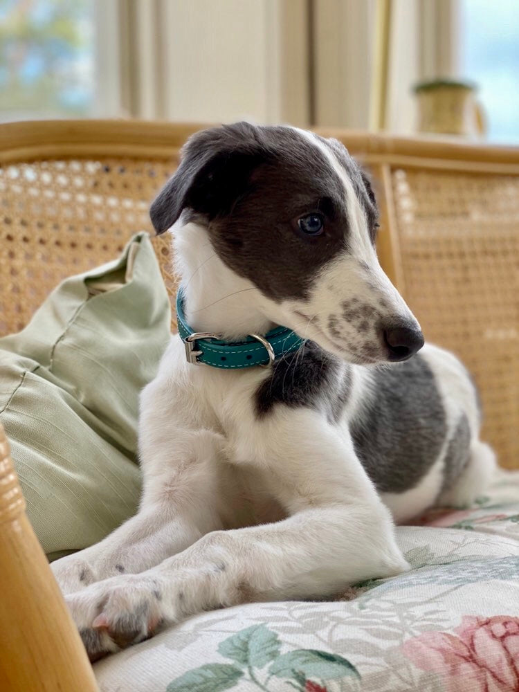 Miniature Italian Italian Greyhounds For Adoption Near Me