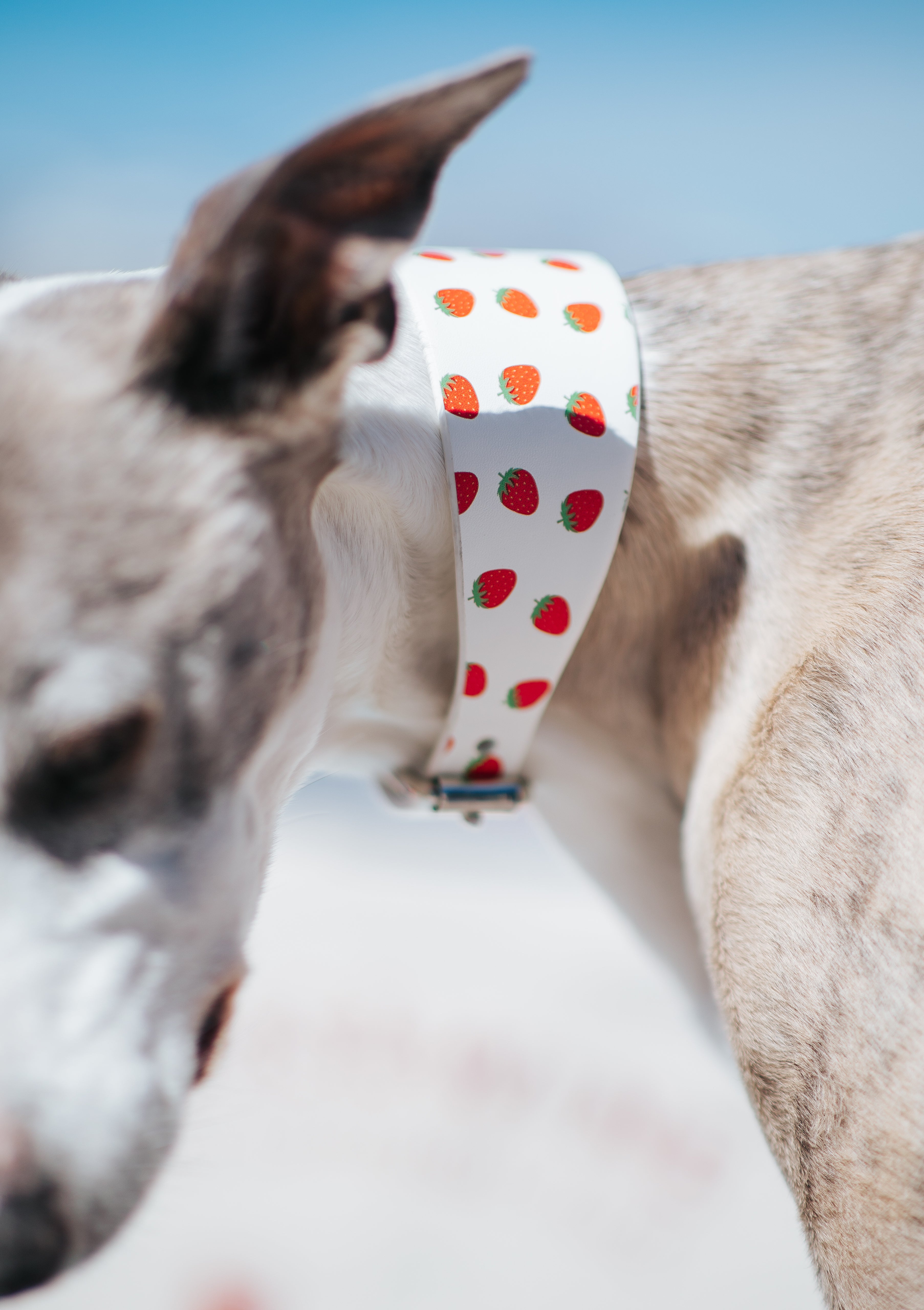Cool Dog Accessories: Transform Your Pup's Style