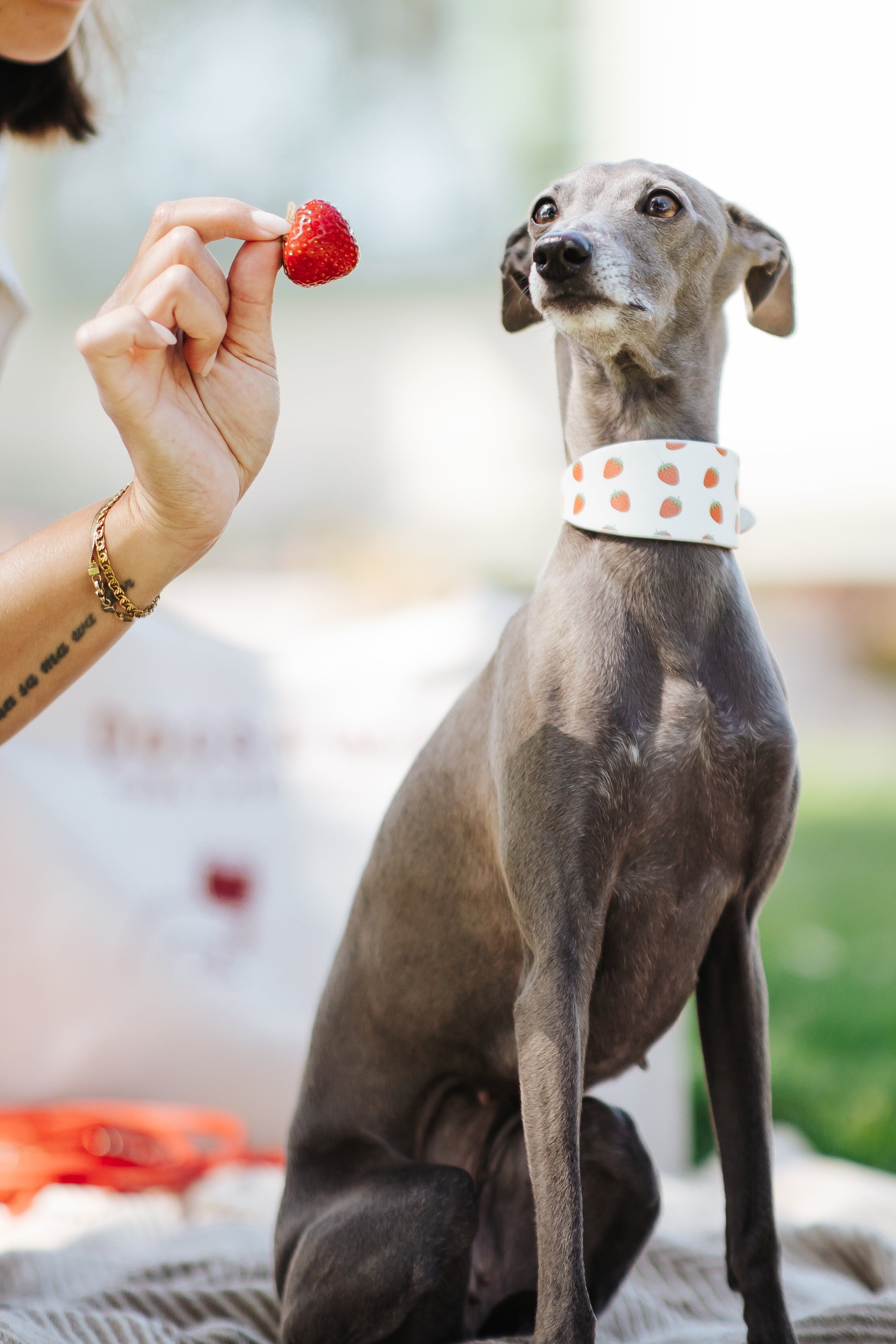 Cute Strawberry Dog Collar Wide Collar of Sweden