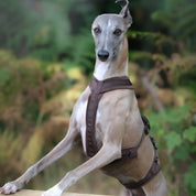 Coffee Brown Y-Harness