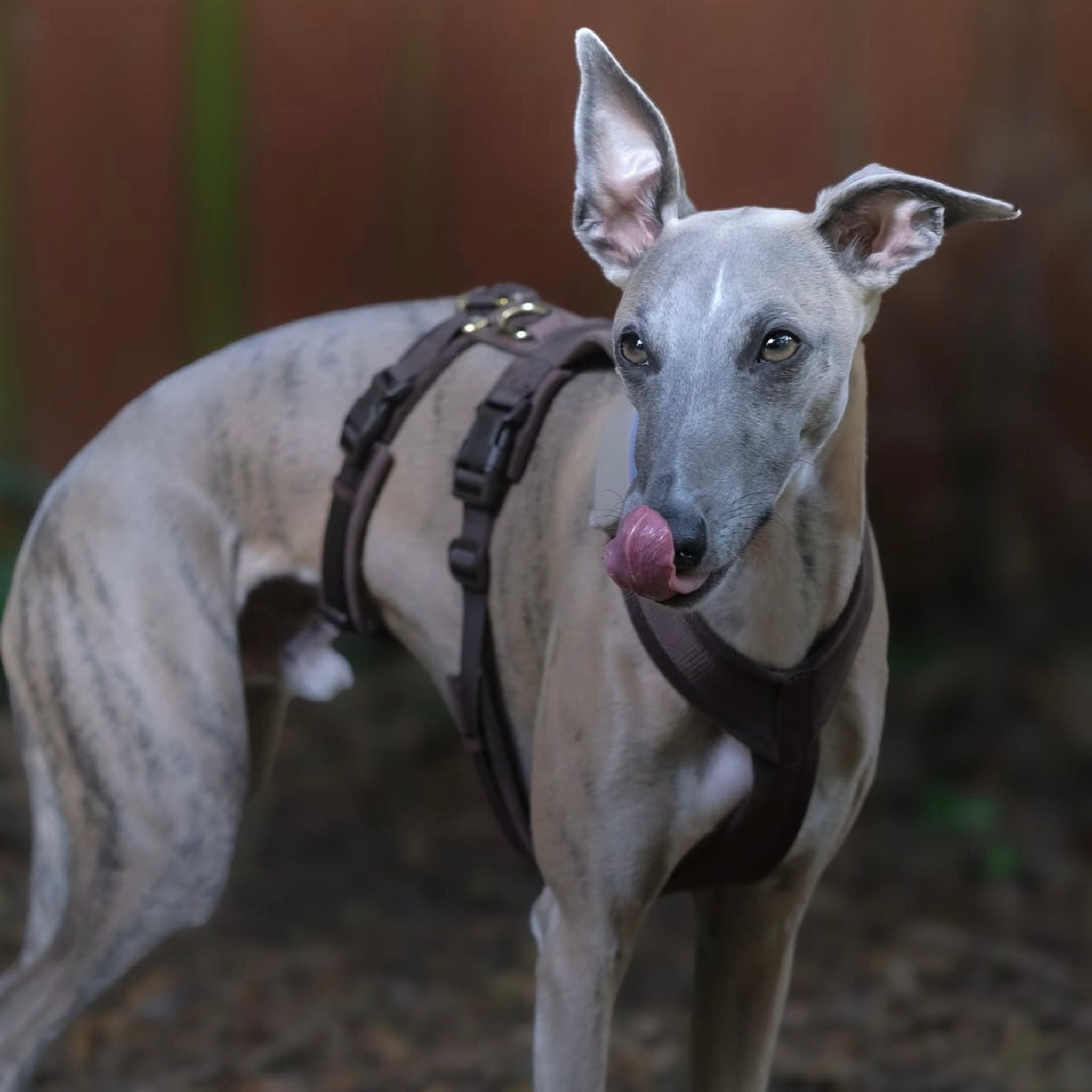 whippet-coffee-brown-harness-size-m-fitting.jpg