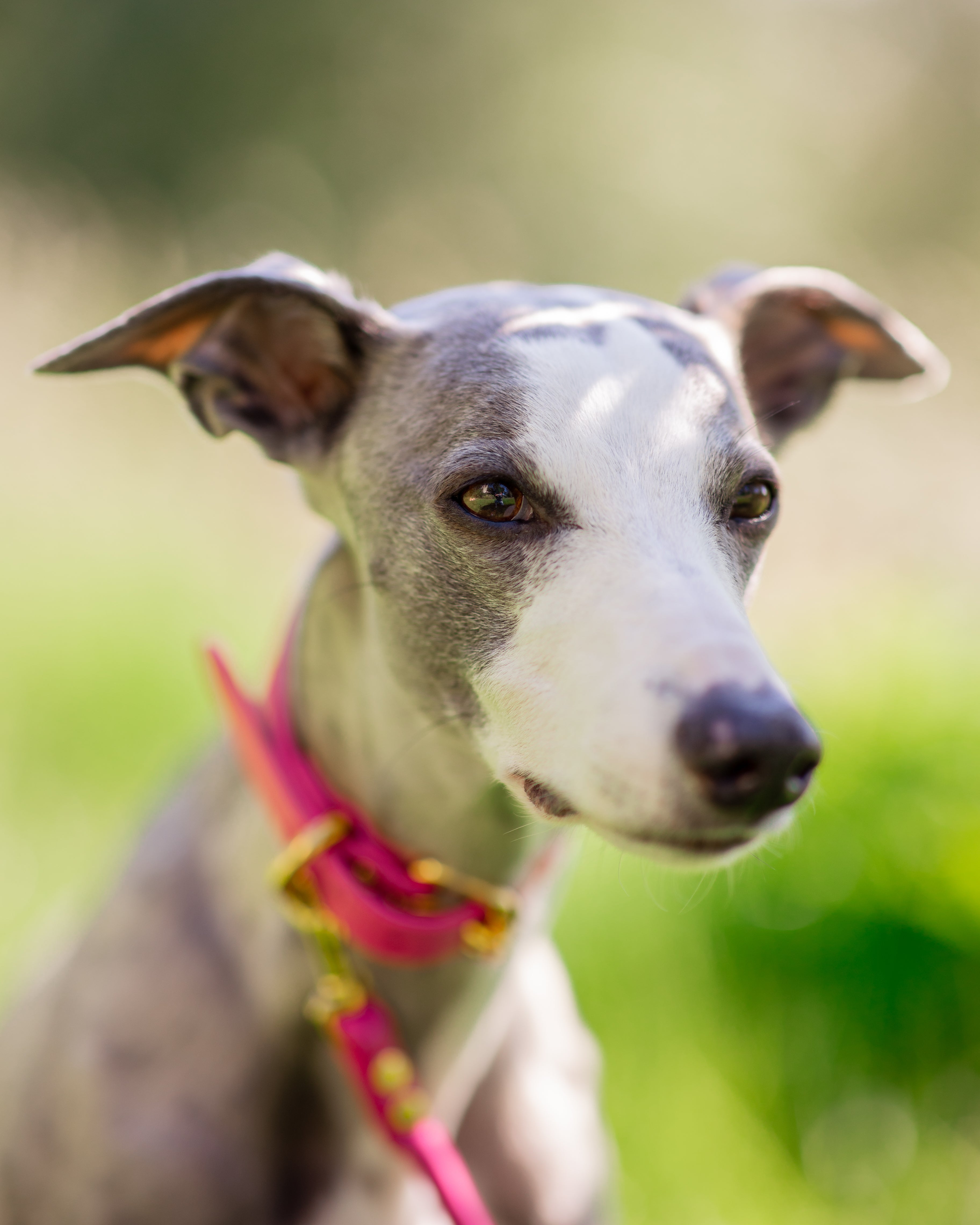 Hot Pink Dog Collar Wide Collar of Sweden