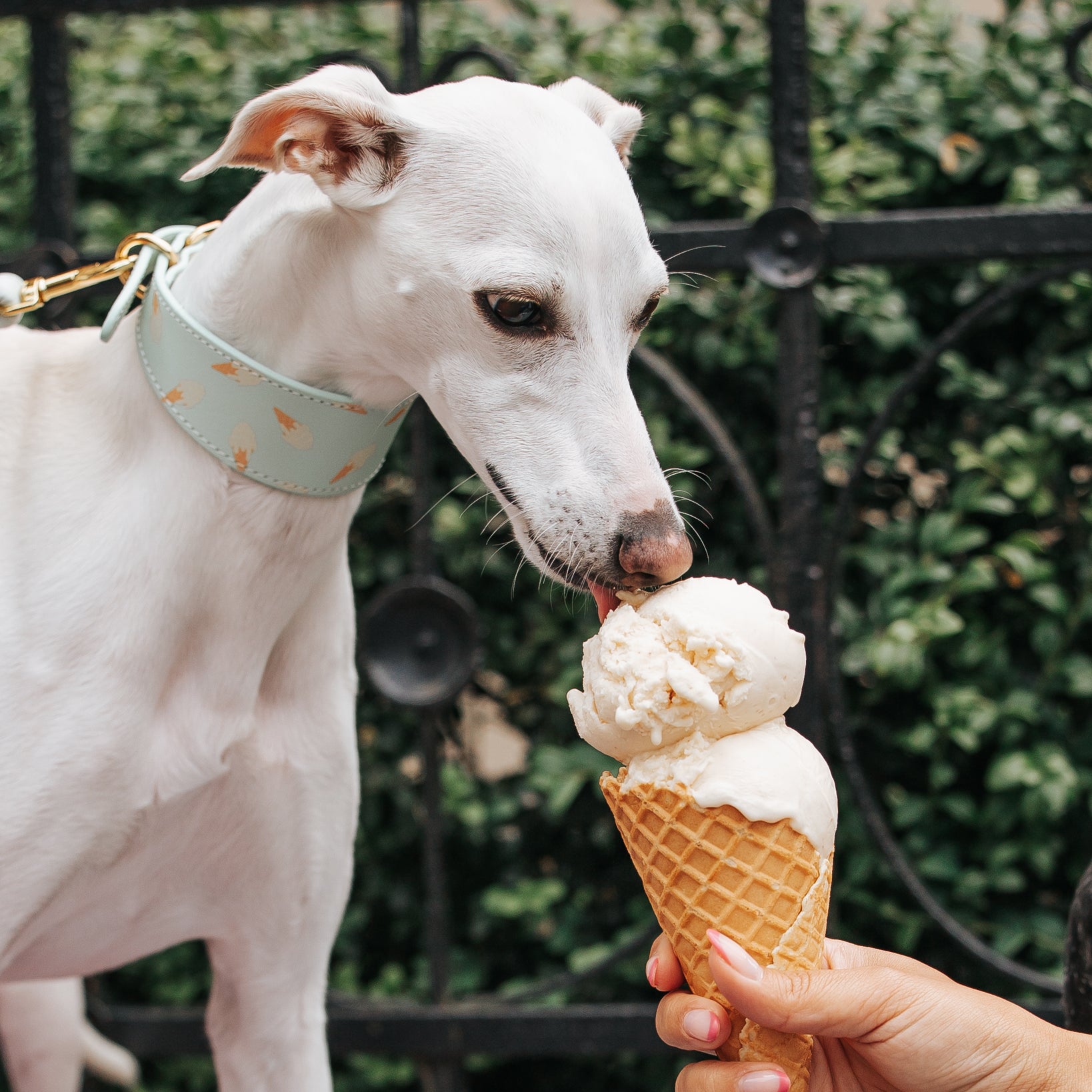 whippet-ice-cream-dog-collar-small-wide.jpg