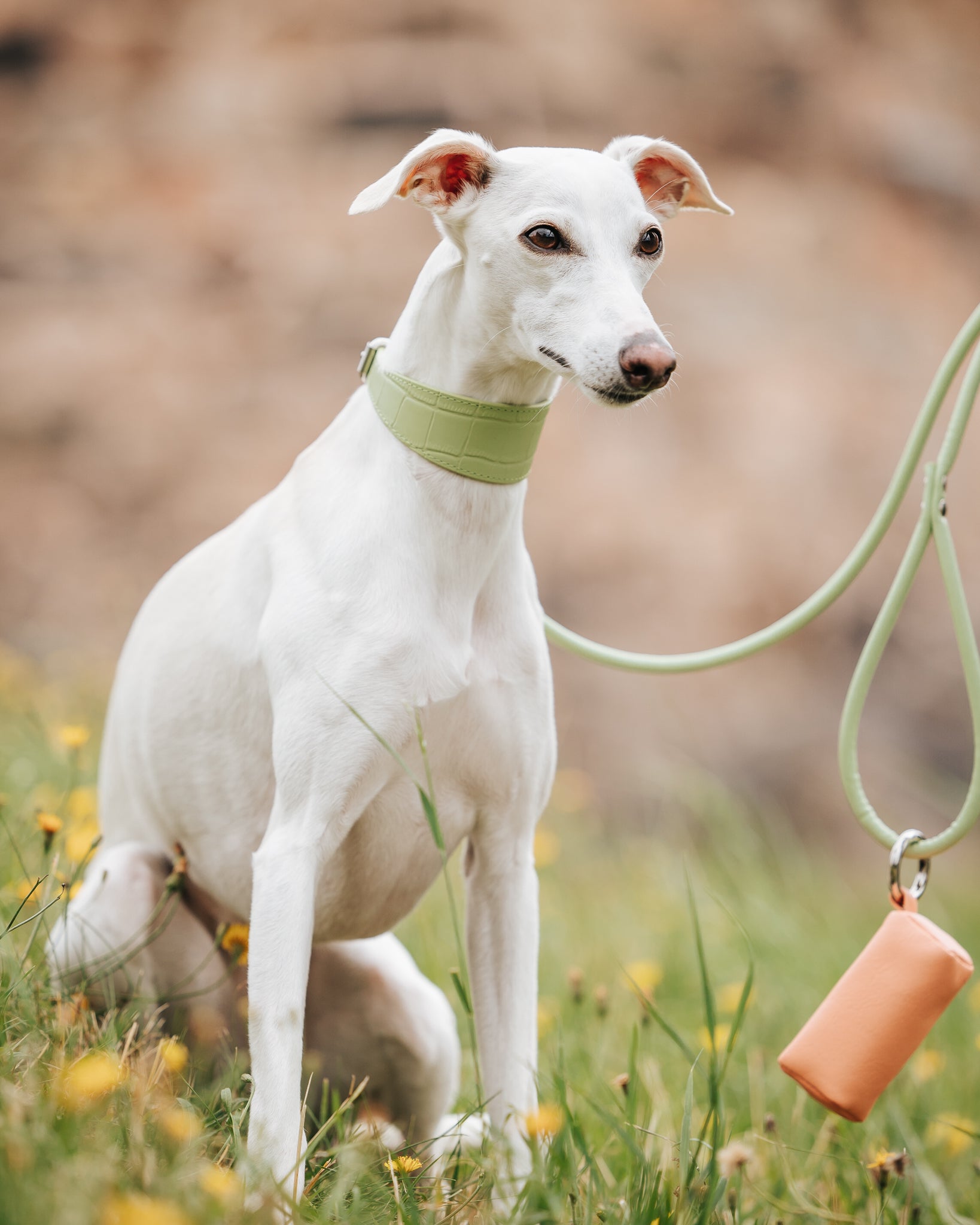 Collar+Leash Mint Green, newest BioThane elegant pastele set for the Italian Greyhound,