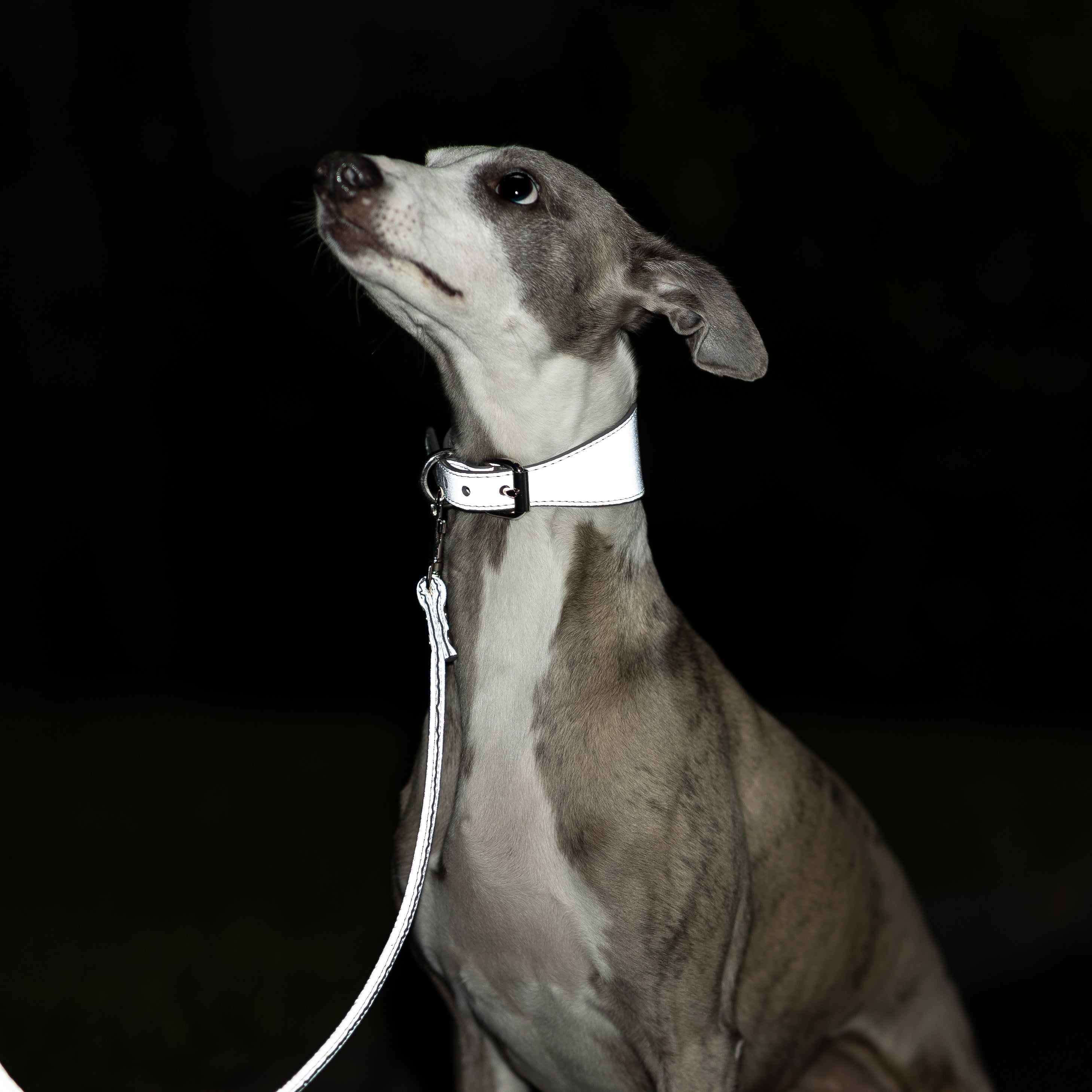 whippet-reflex-silver-dog-collar-medium-wide.jpg