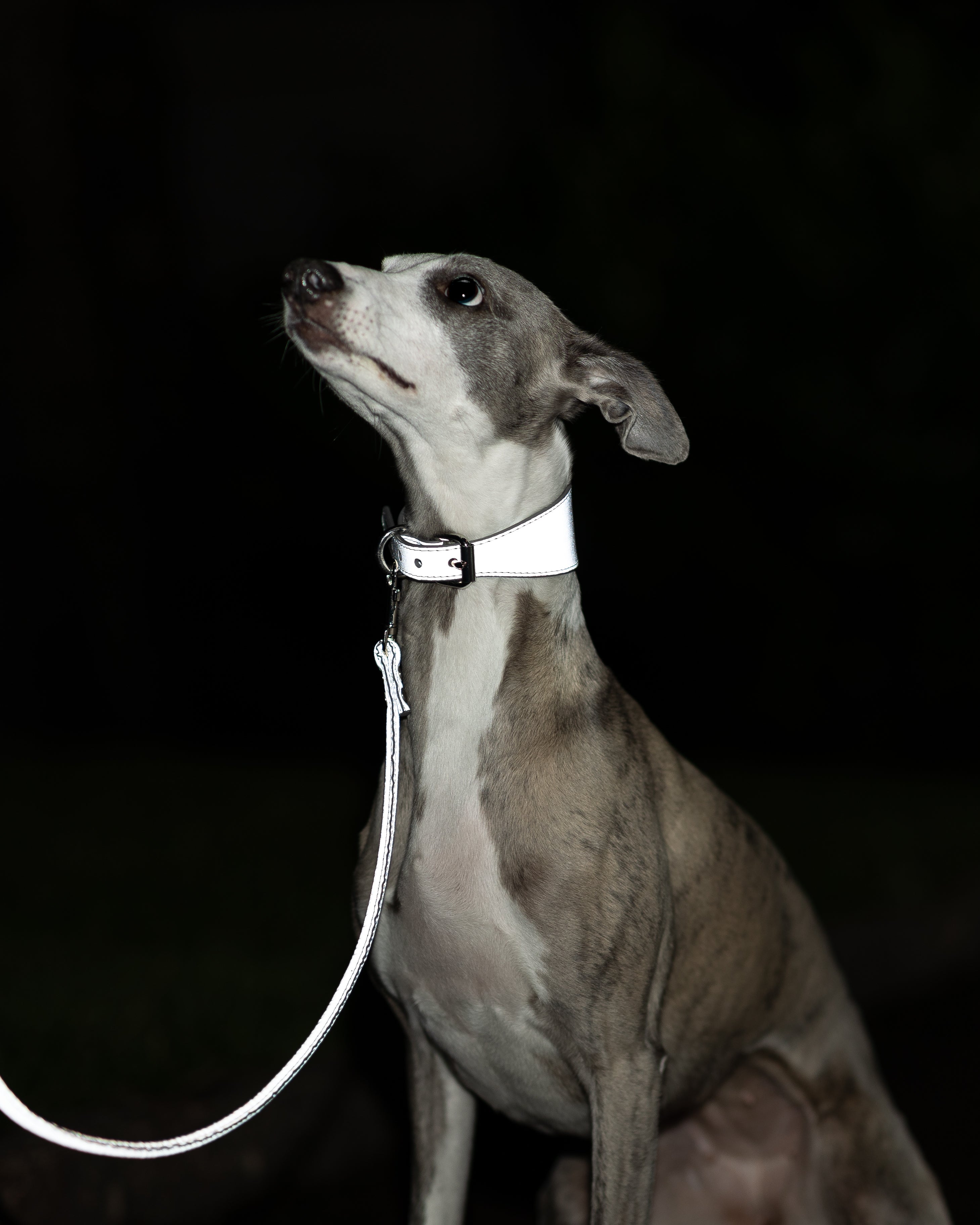 Reflective Silver Dog Collar Wide