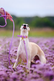 Violet Dog Lead