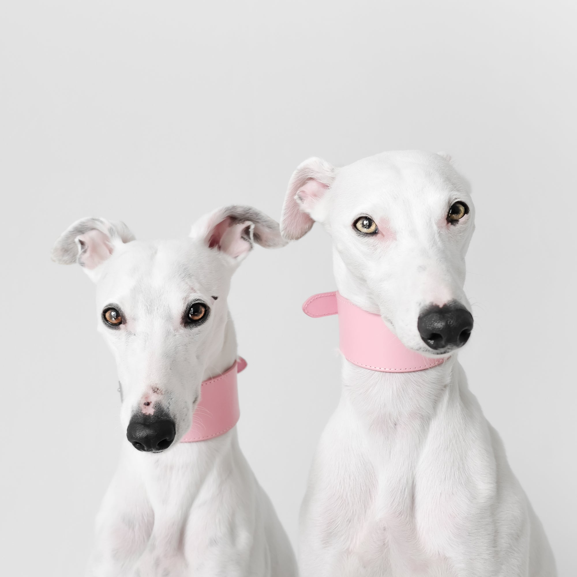 whippets-pink-dog-collar-medium-wide.jpg