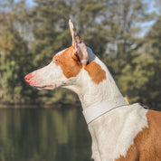 White Dog Collar Thin