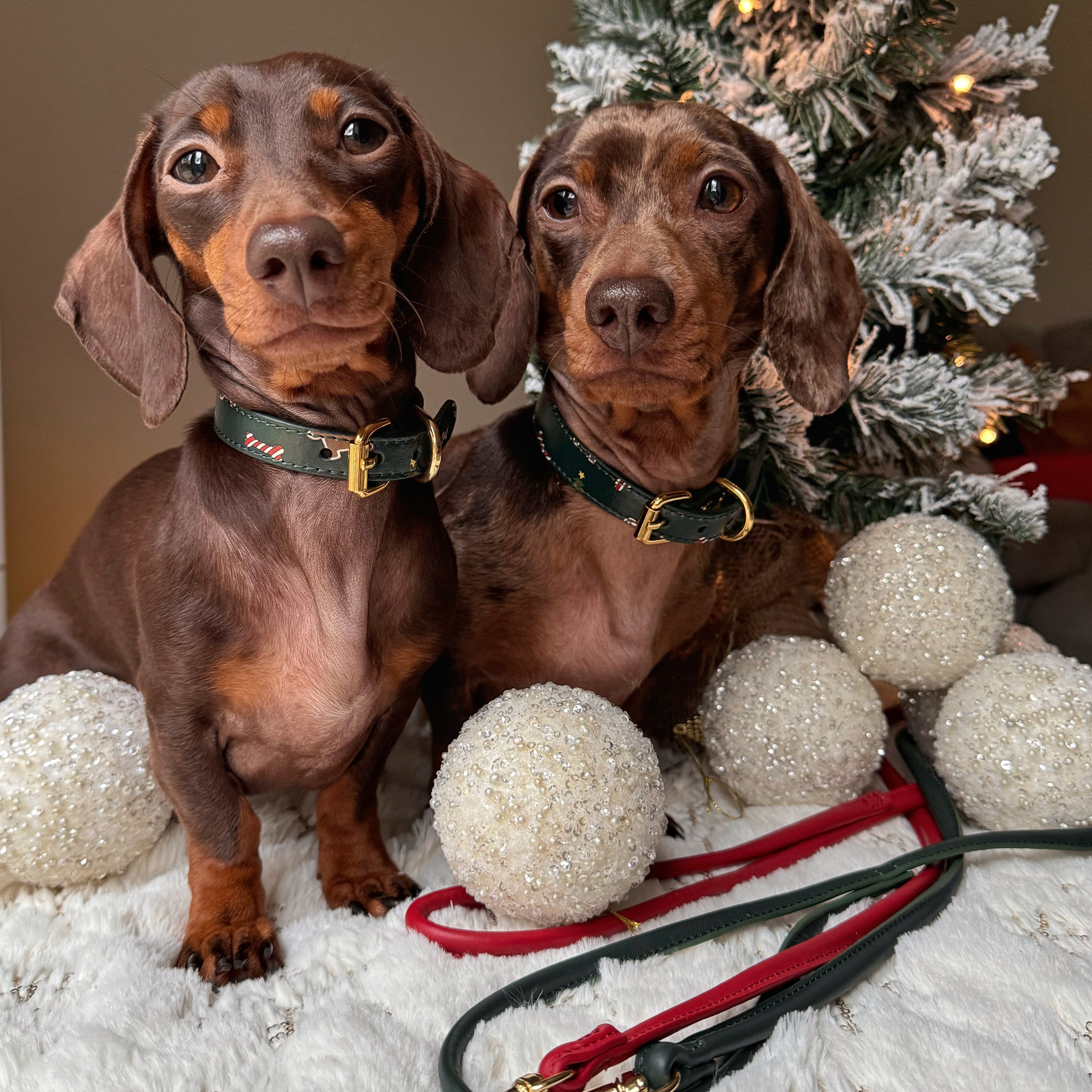 xmas-collar-thin-doxies.jpg