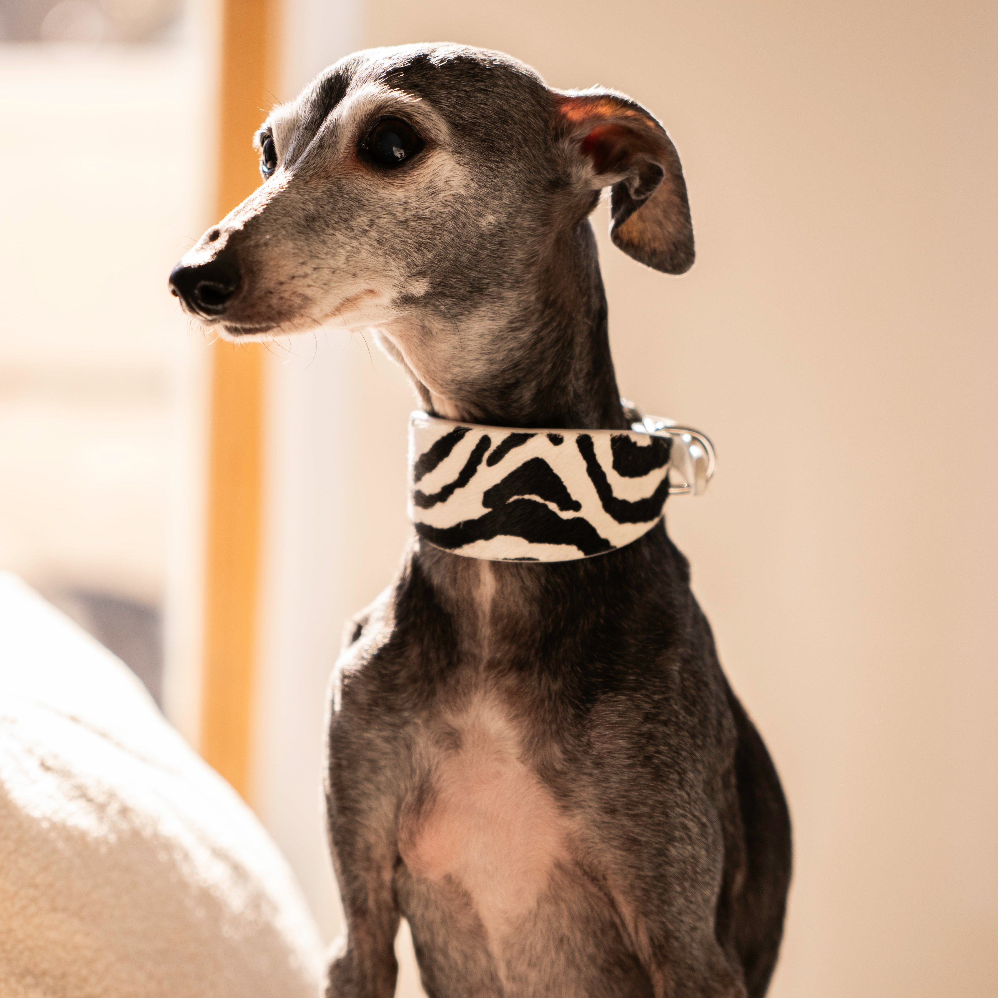 zebra-dog-collar-italian-greyhound.jpg