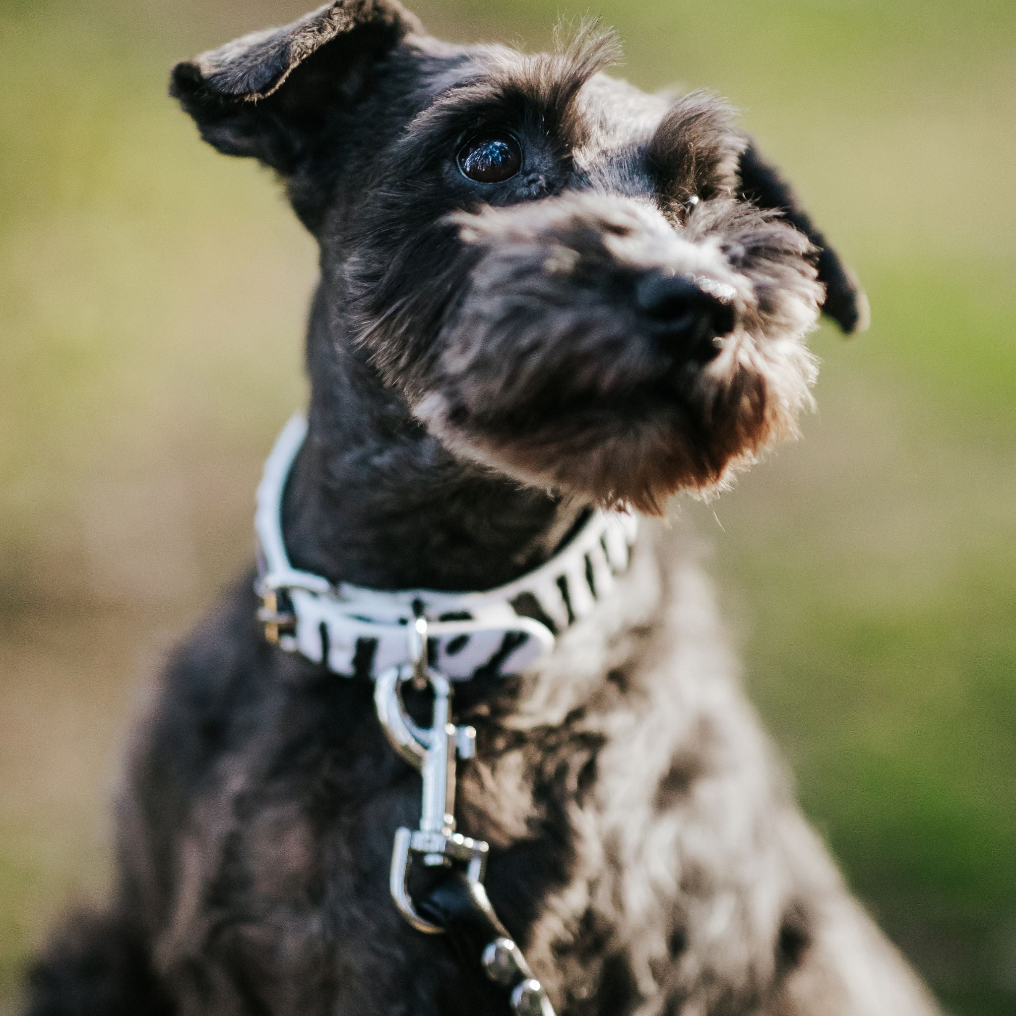 zebra-dog-collar-medium-thin-schnauzer-closeup.jpg